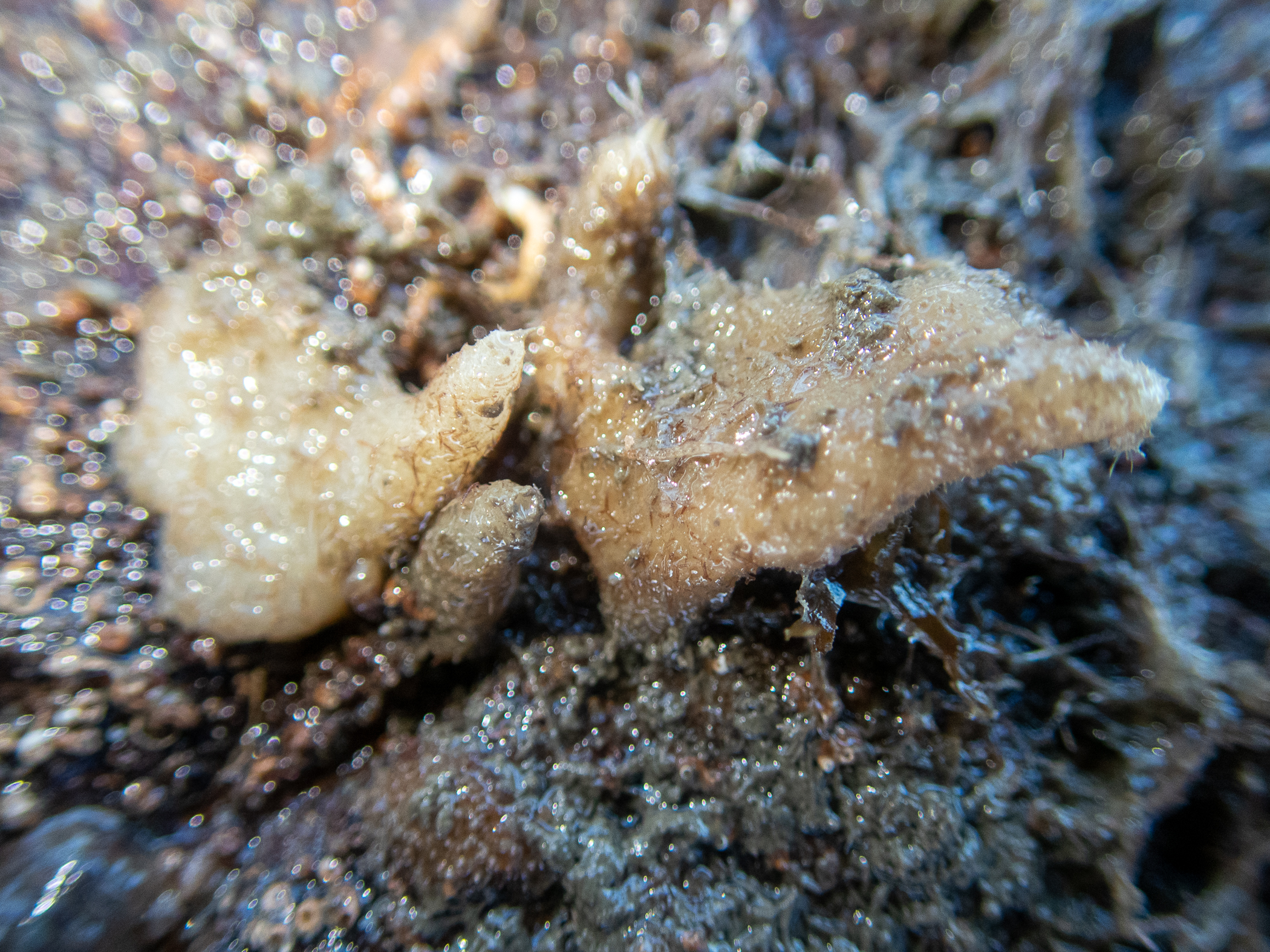 Leuconia johnstonii. Site: Ballyhenry Island,  Strangford Lough. 
