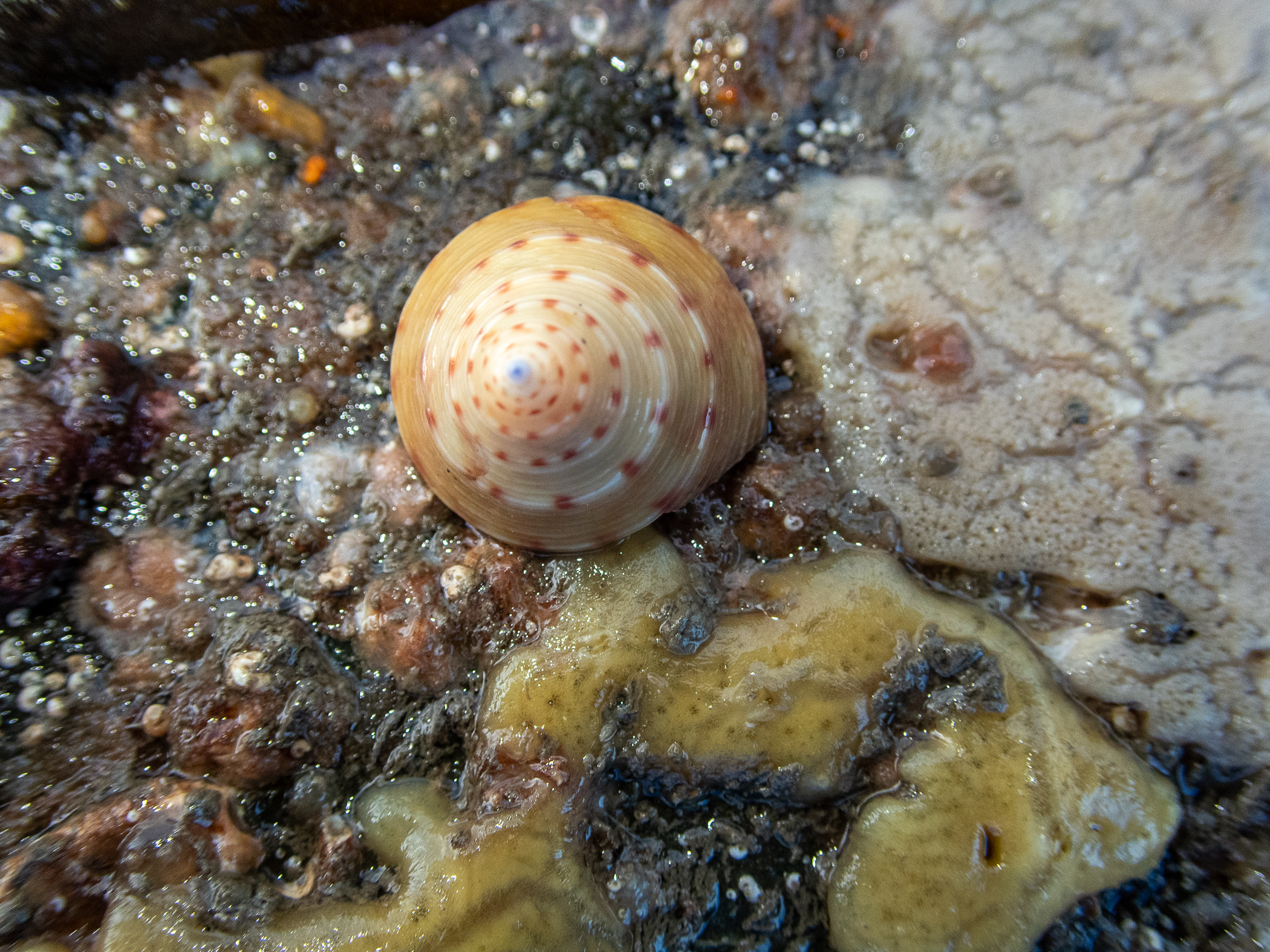 Calliostoma zizyphinum. Site: Ballyhenry Island,  Strangford Lough. 