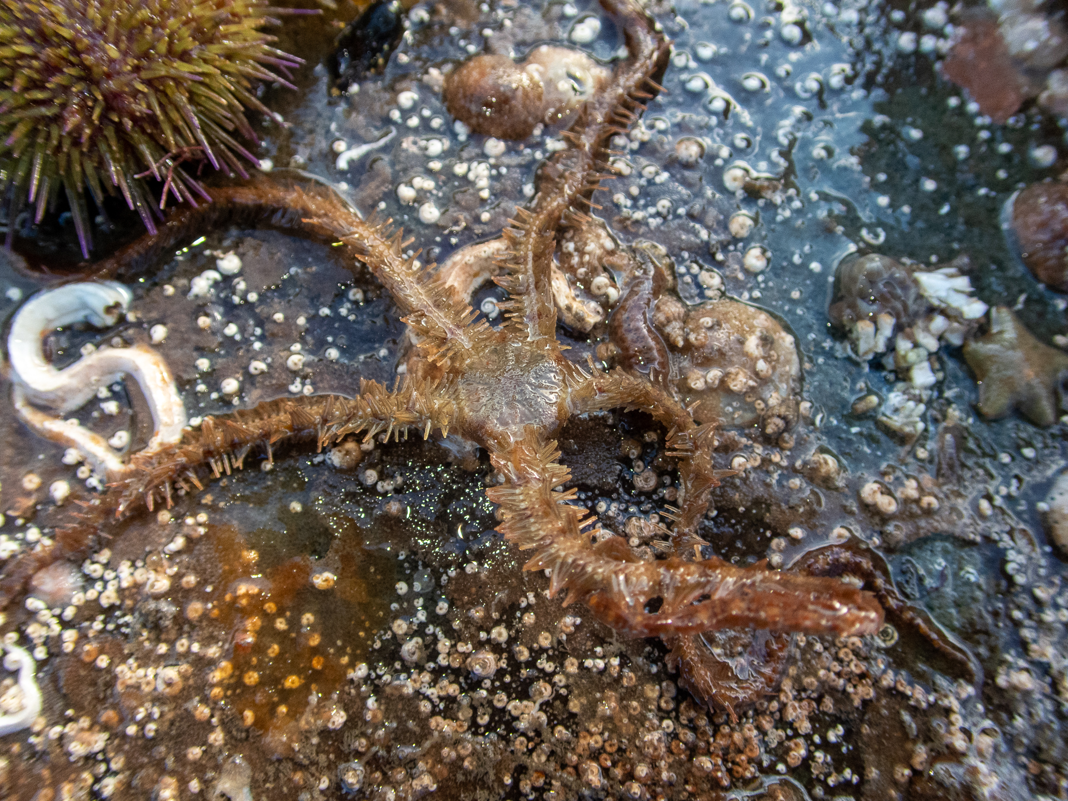Ophiothrix fragilis. Site: Ballyhenry Island,  Strangford Lough. 