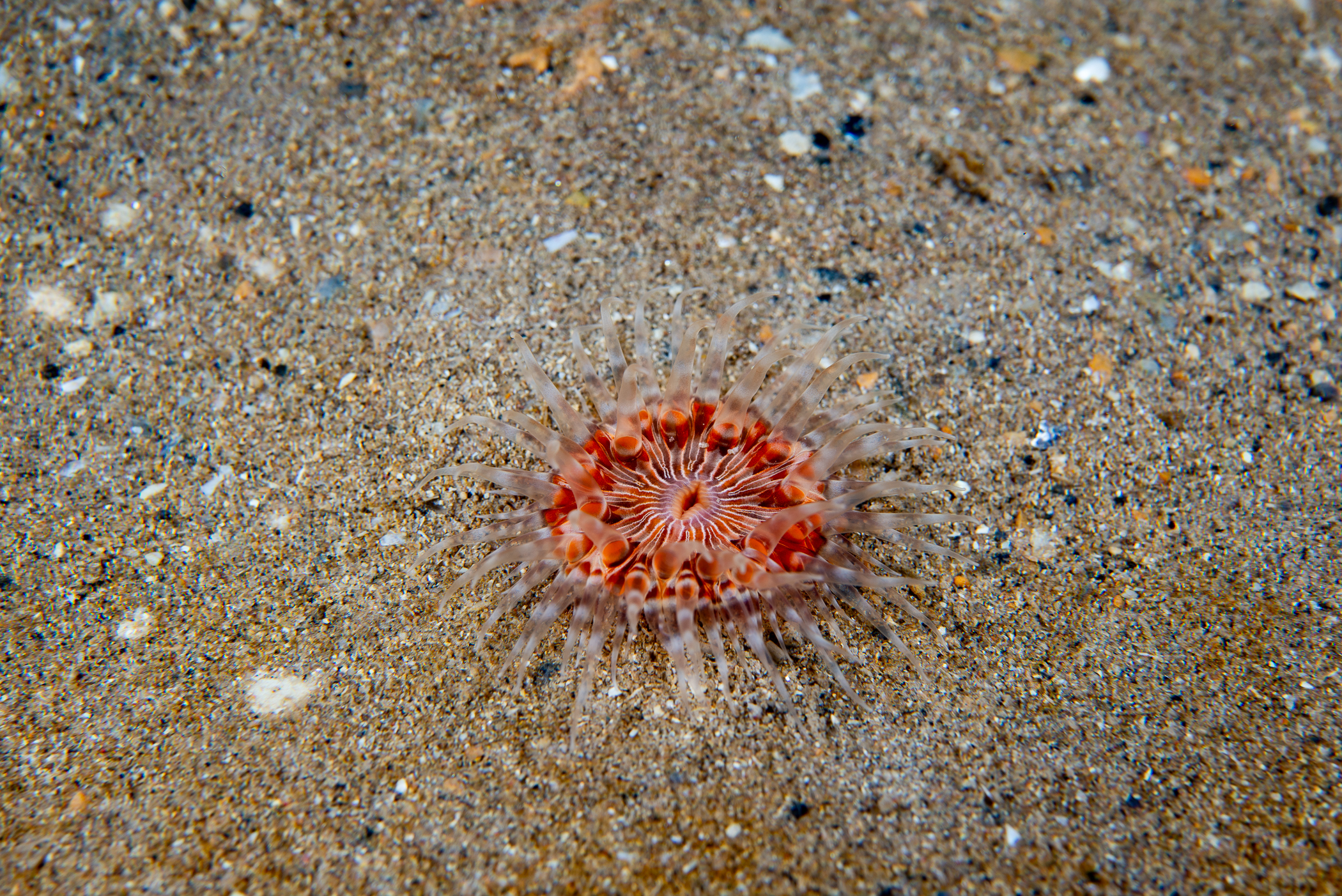 Sagartia lacerata. Site: White Cliffs,  Rathlin Island. 