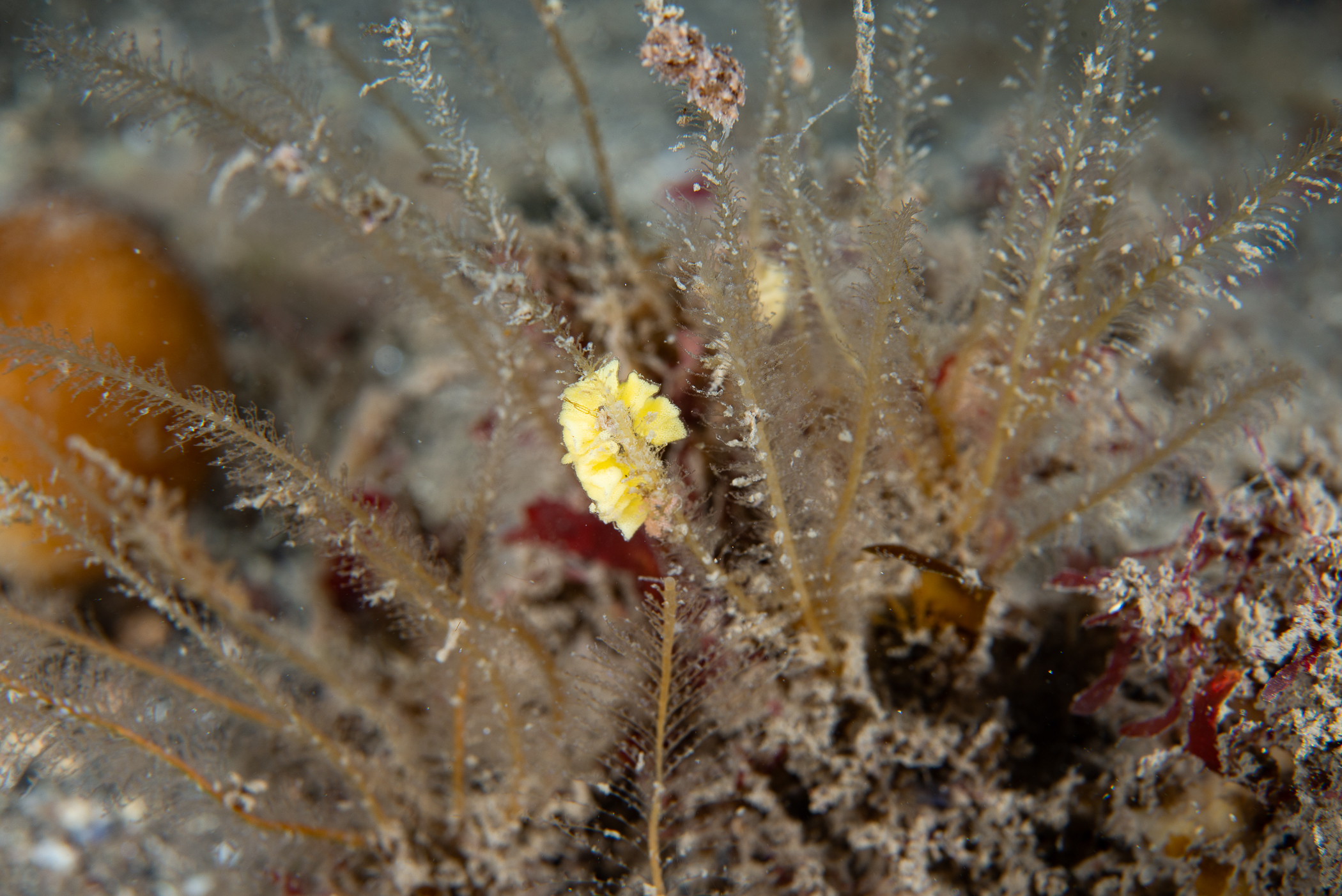 Nemertesia antennina, Lomanotus marmoratus, Doto cuspidata. Site: White Cliffs,  Rathlin Island. 