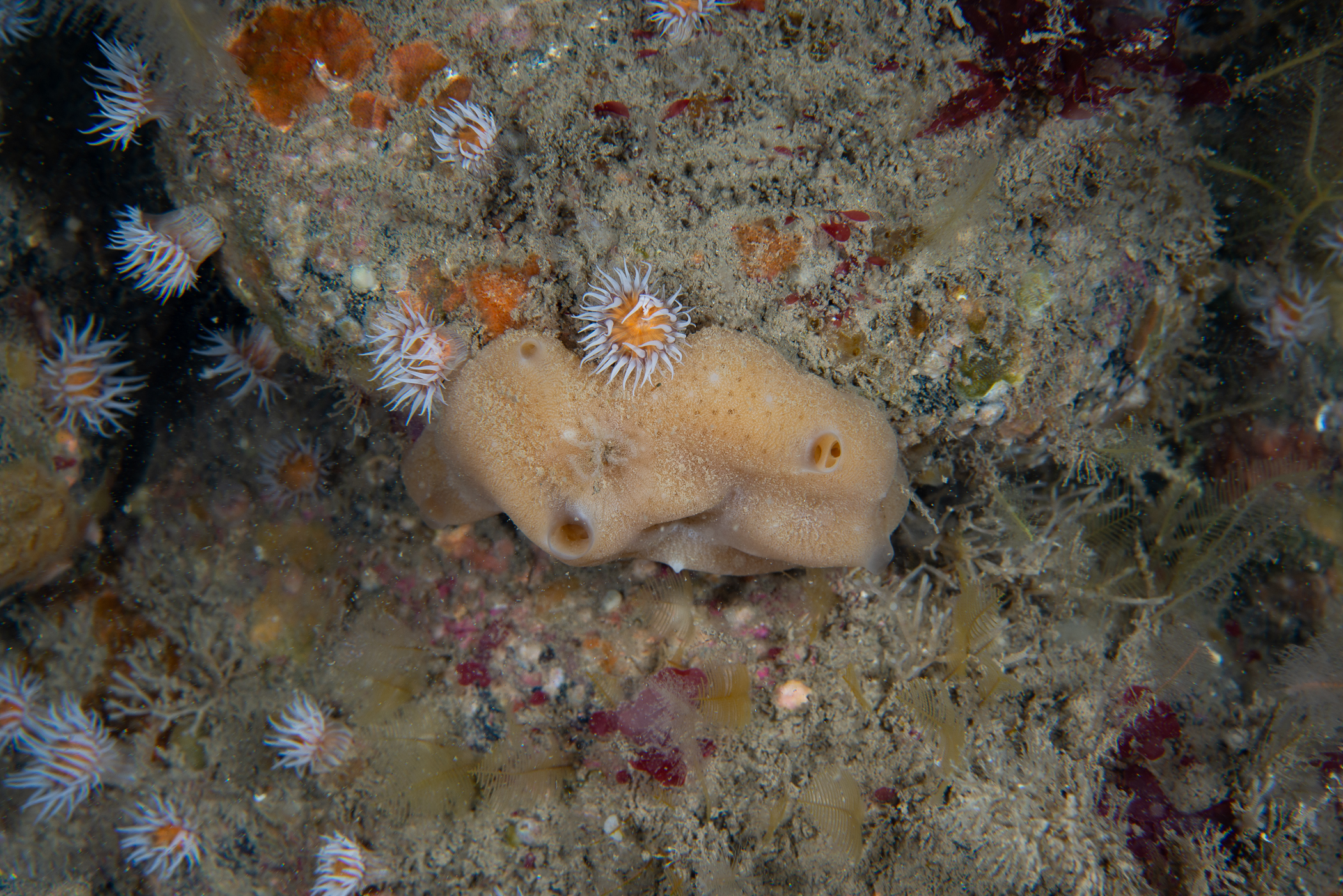 Halisarca</i> sp.<i>. Site: N of Bull Point,  Rathlin Island. 