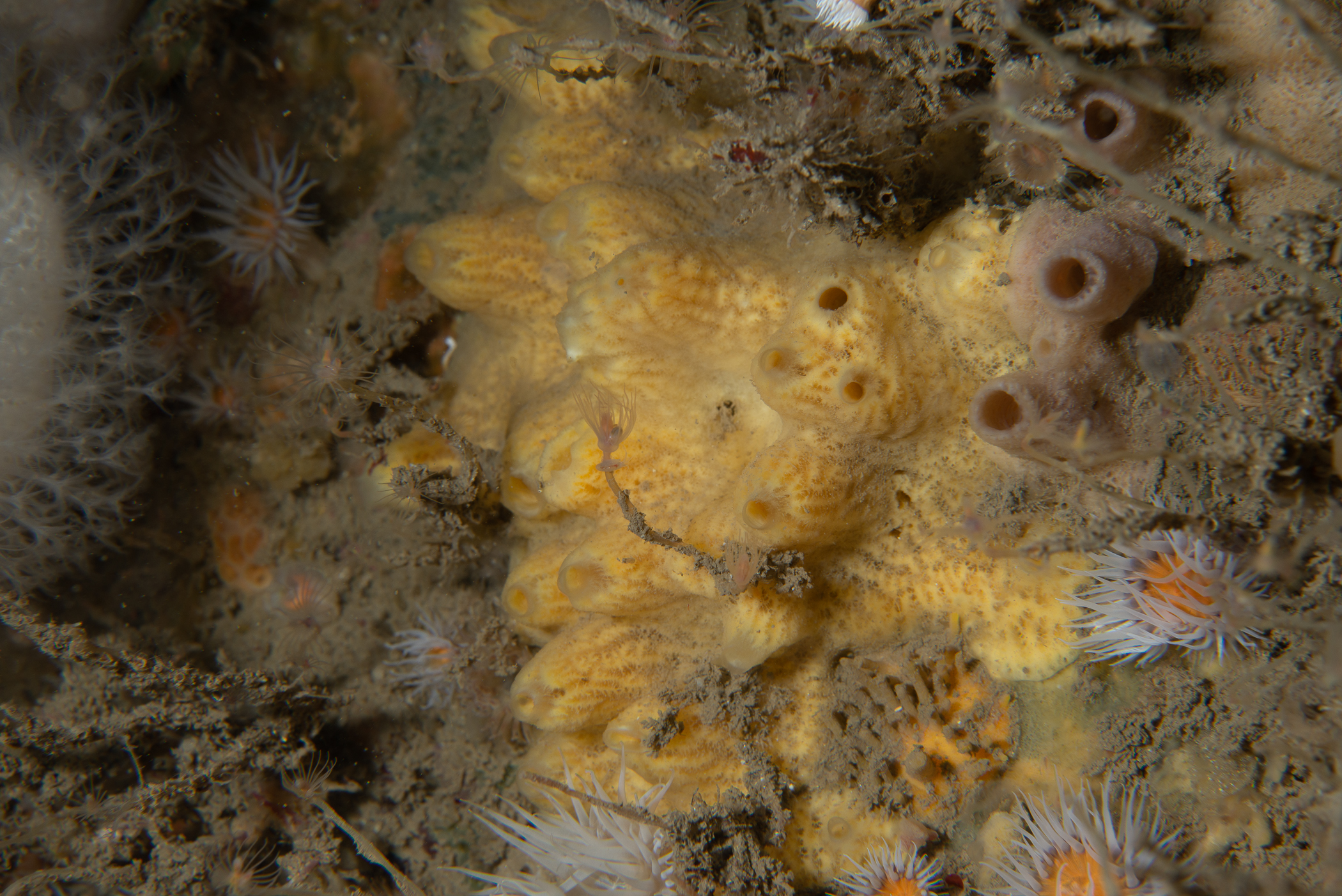 Myxilla incrustans. Site: Duncan's Bo,  Rathlin Island. 