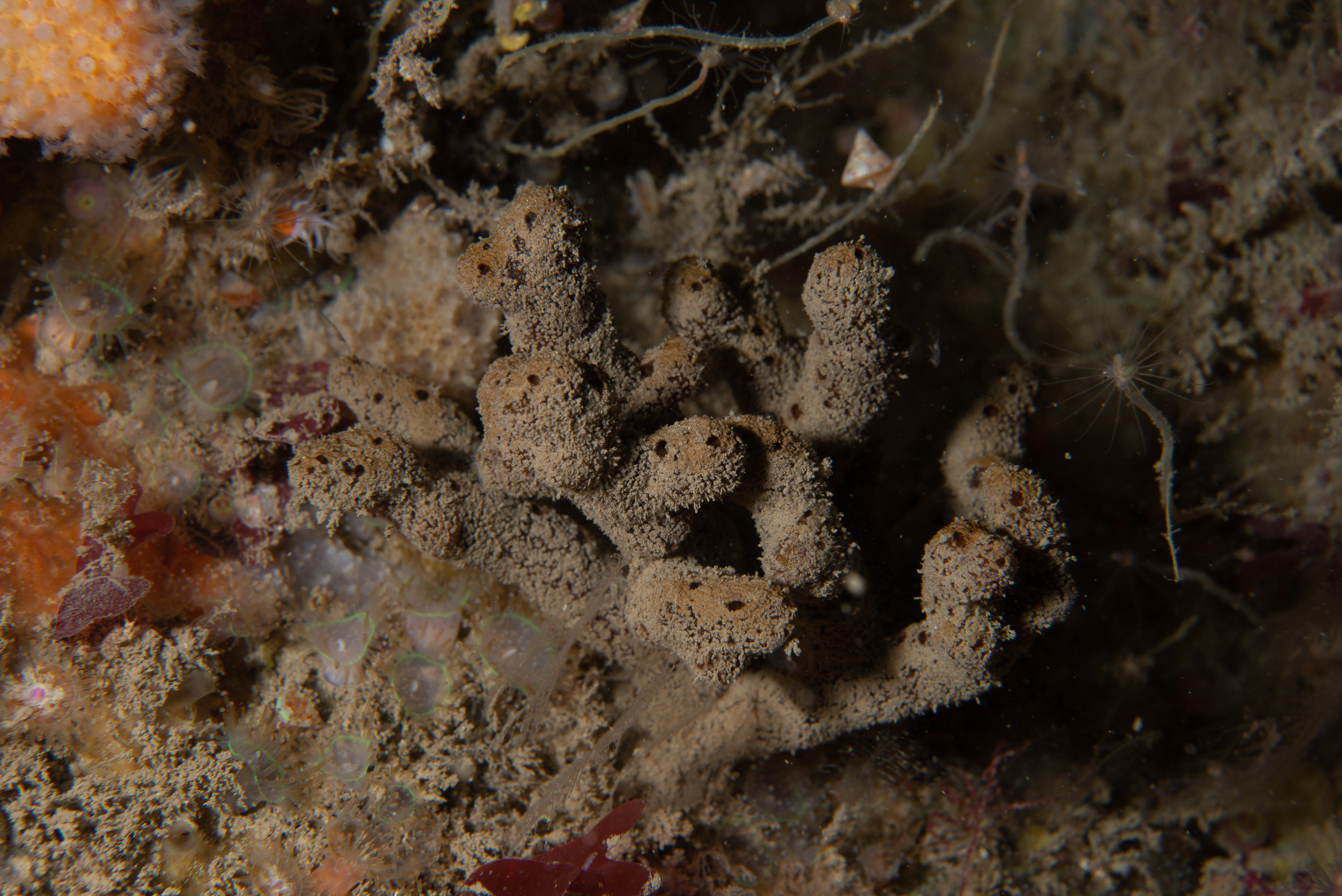 Raspailia ramosa. Site: Duncan's Bo,  Rathlin Island. 