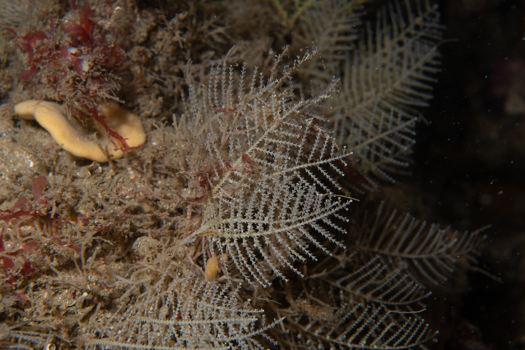 Axinella infundibuliformis, Diphasia margareta. Site: Octopus Alley,  Church Bay,  Rathlin Island. 