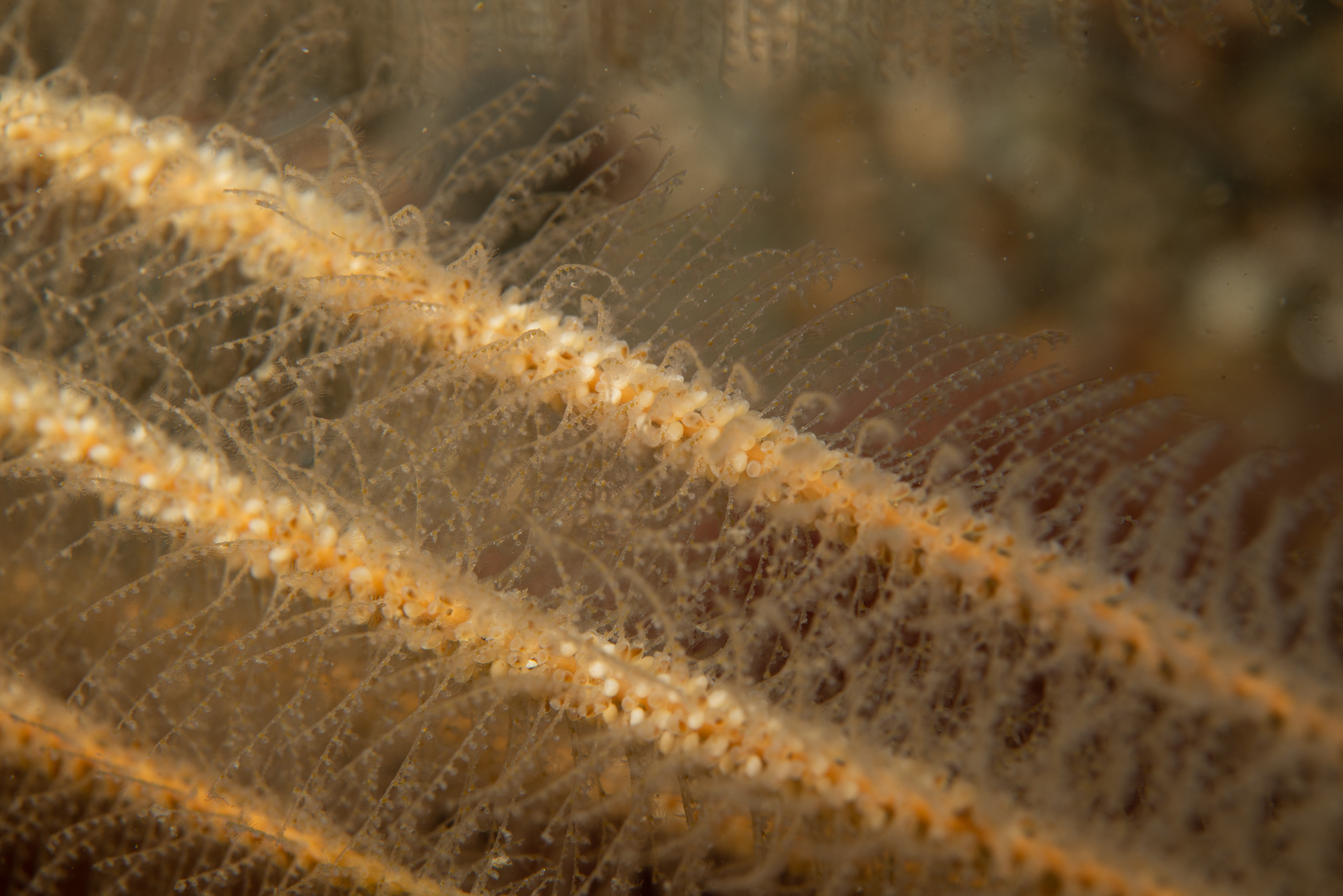 Nemertesia antennina. Site: Inner Lee's wreck, S of Ballyhenry Island,  Strangford Lough. 