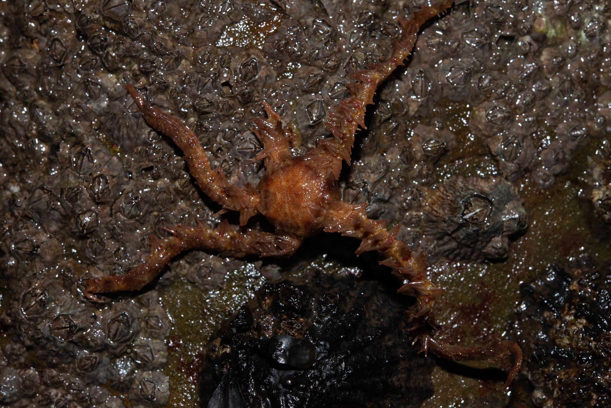 Ophiothrix fragilis. Site: N of Sketrick Island,  Strangford Lough. 