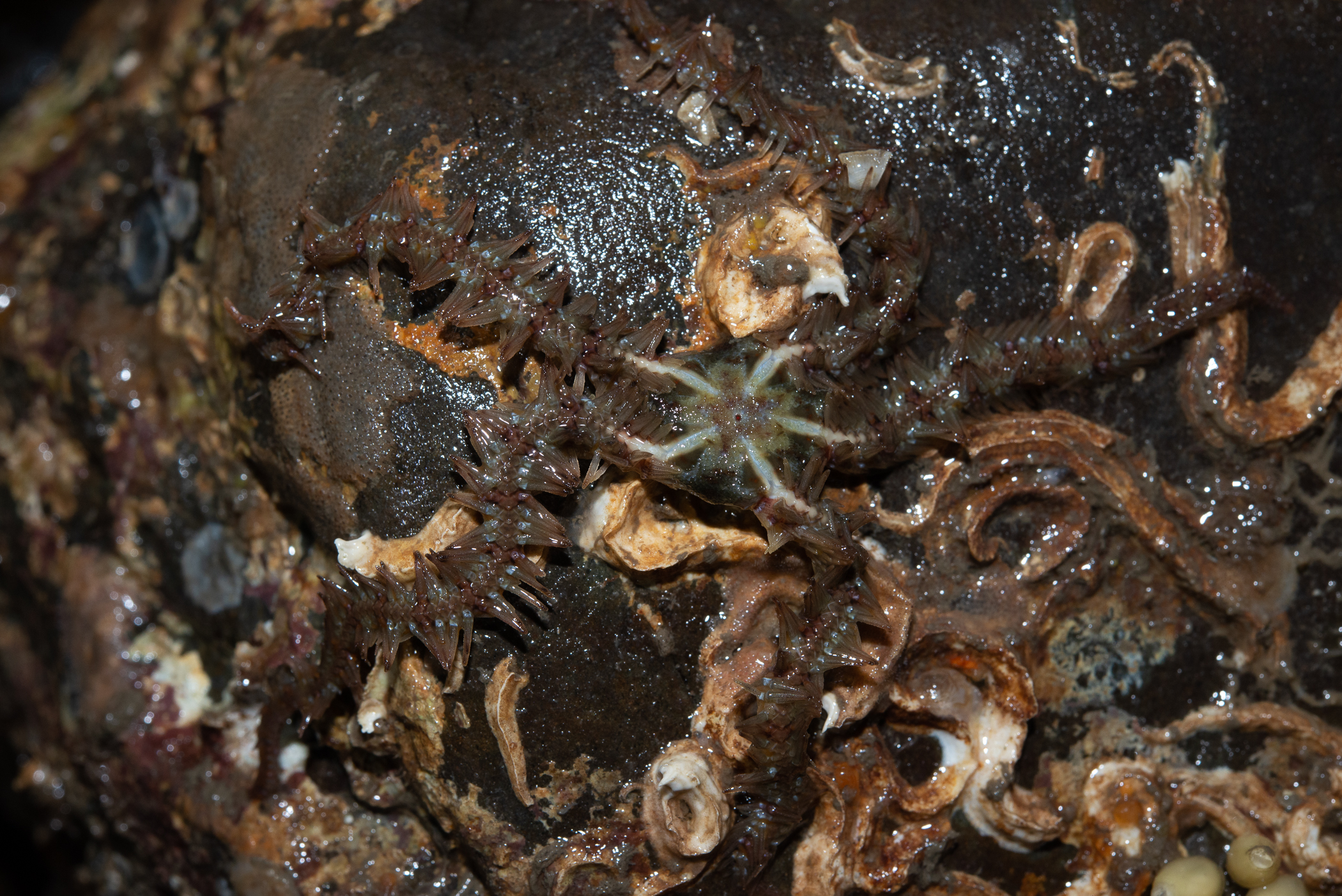 Ophiothrix fragilis. Site: N of Sketrick Island,  Strangford Lough. 