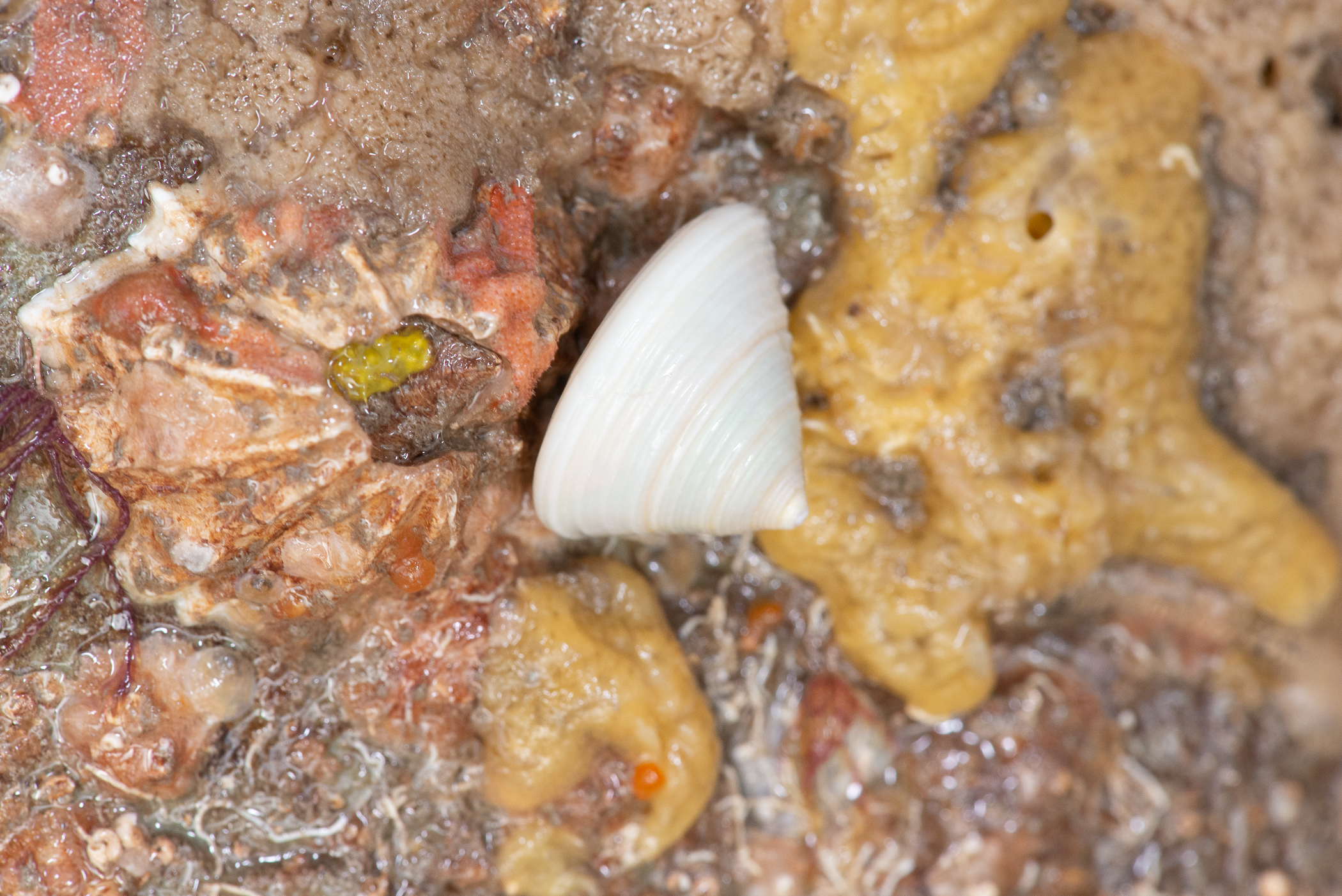 Calliostoma zizyphinum. Site: Ballyhenry Island,  Strangford Lough. 