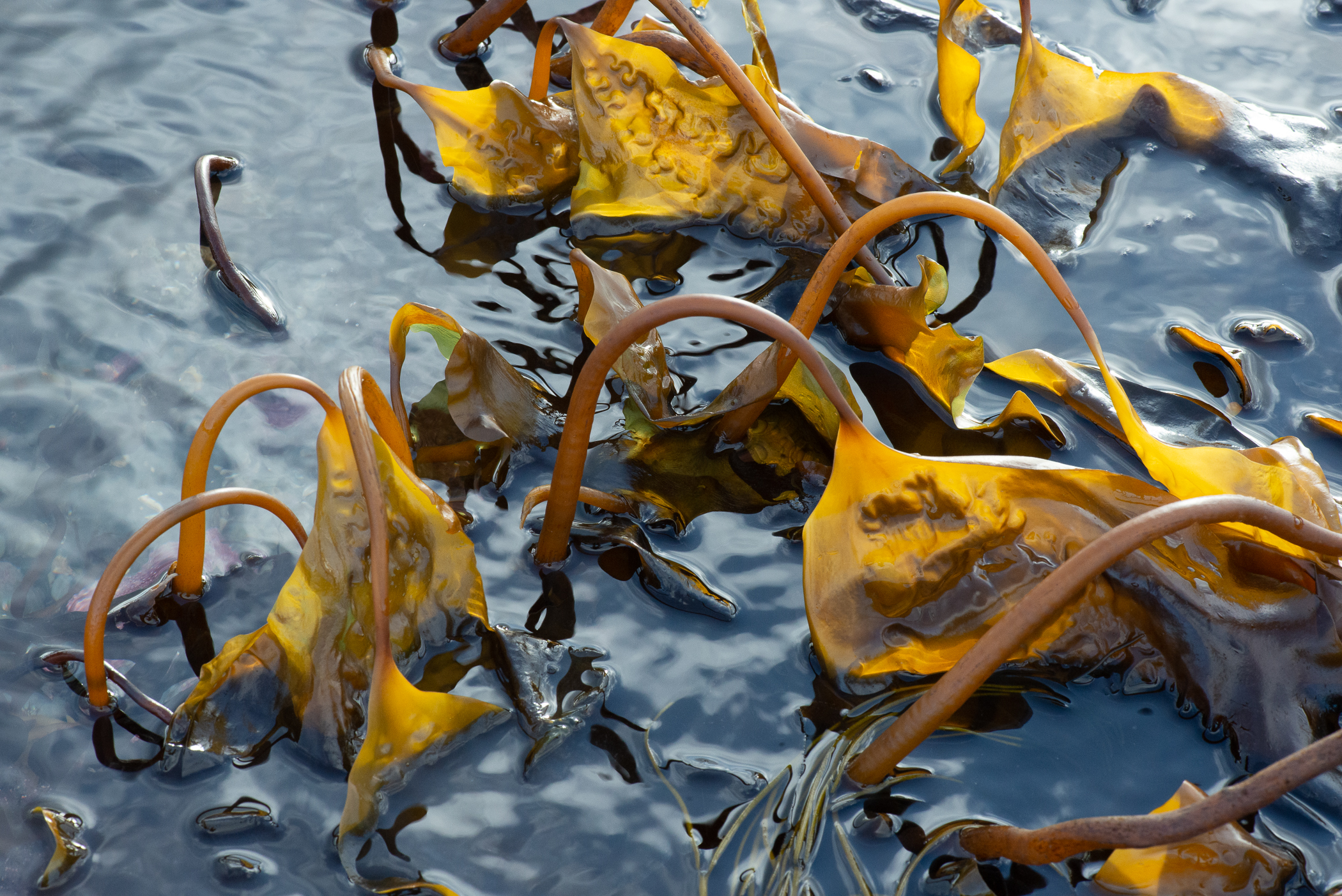 Saccharina latissima. Site: Ballyhenry Island,  Strangford Lough. 