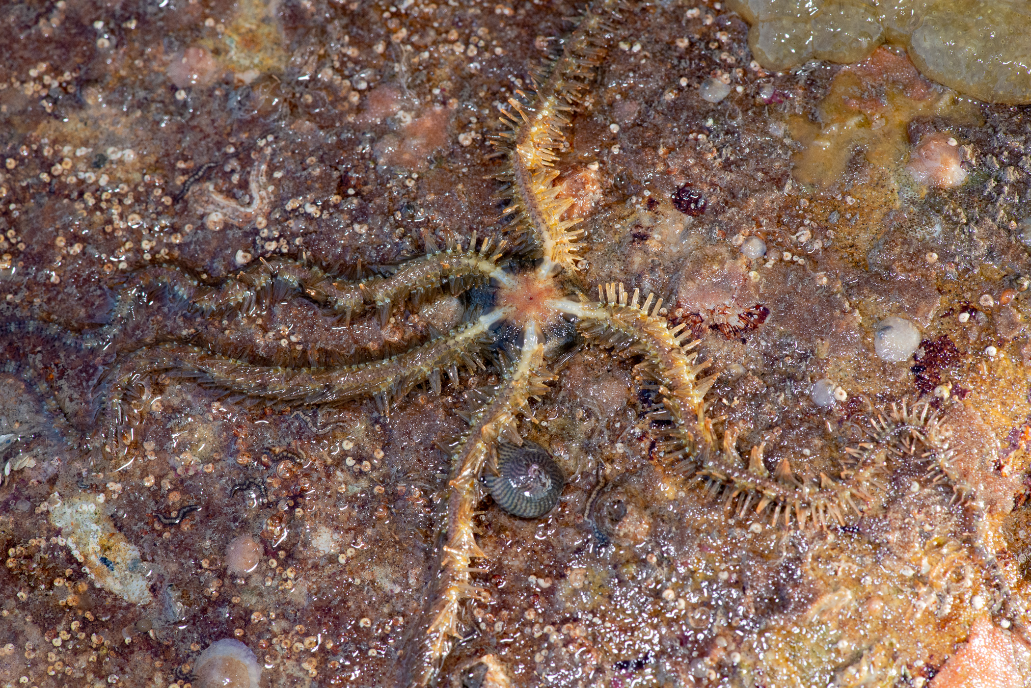 Ophiothrix fragilis. Site: Ballyhenry Island,  Strangford Lough. 