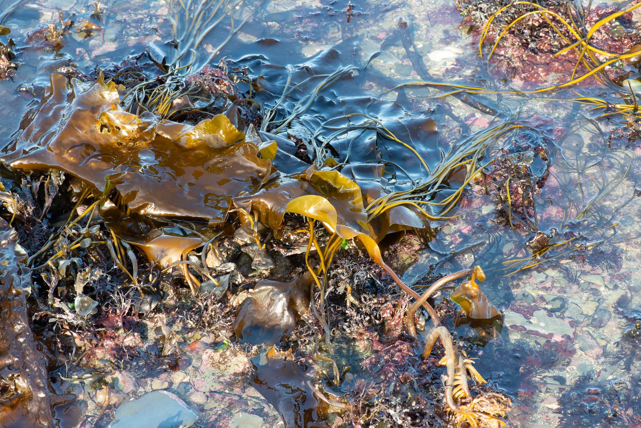 Saccharina latissima. Site: Ballyhenry Island,  Strangford Lough. 