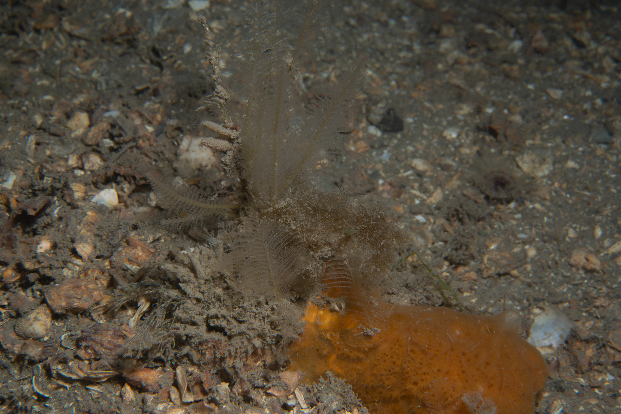 Nemertesia antennina. Site: Marlfield Bay,  Strangford Lough. 