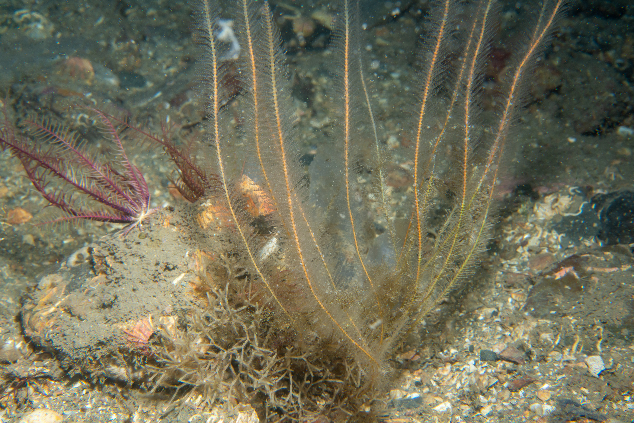 Nemertesia antennina. Site: Marlfield Bay,  Strangford Lough. 
