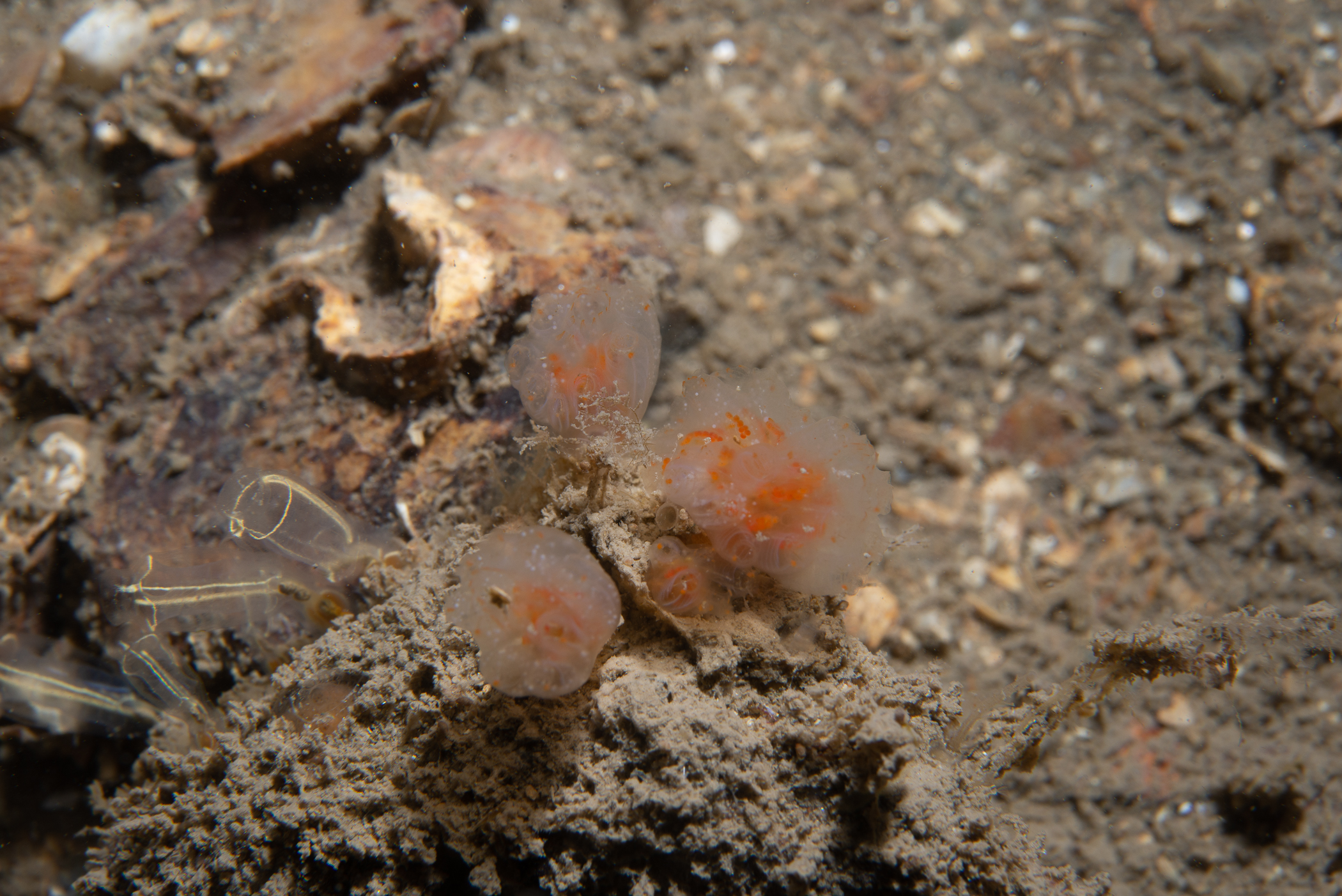 Aplidium punctum. Site: Marlfield Bay,  Strangford Lough. 
