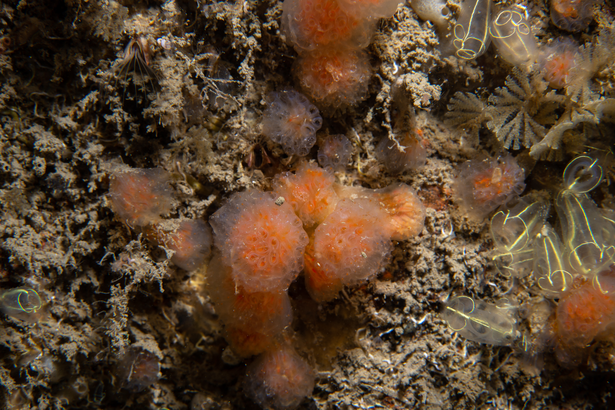 Aplidium punctum. Site: Ballyhenry Bay,  Strangford Lough. 