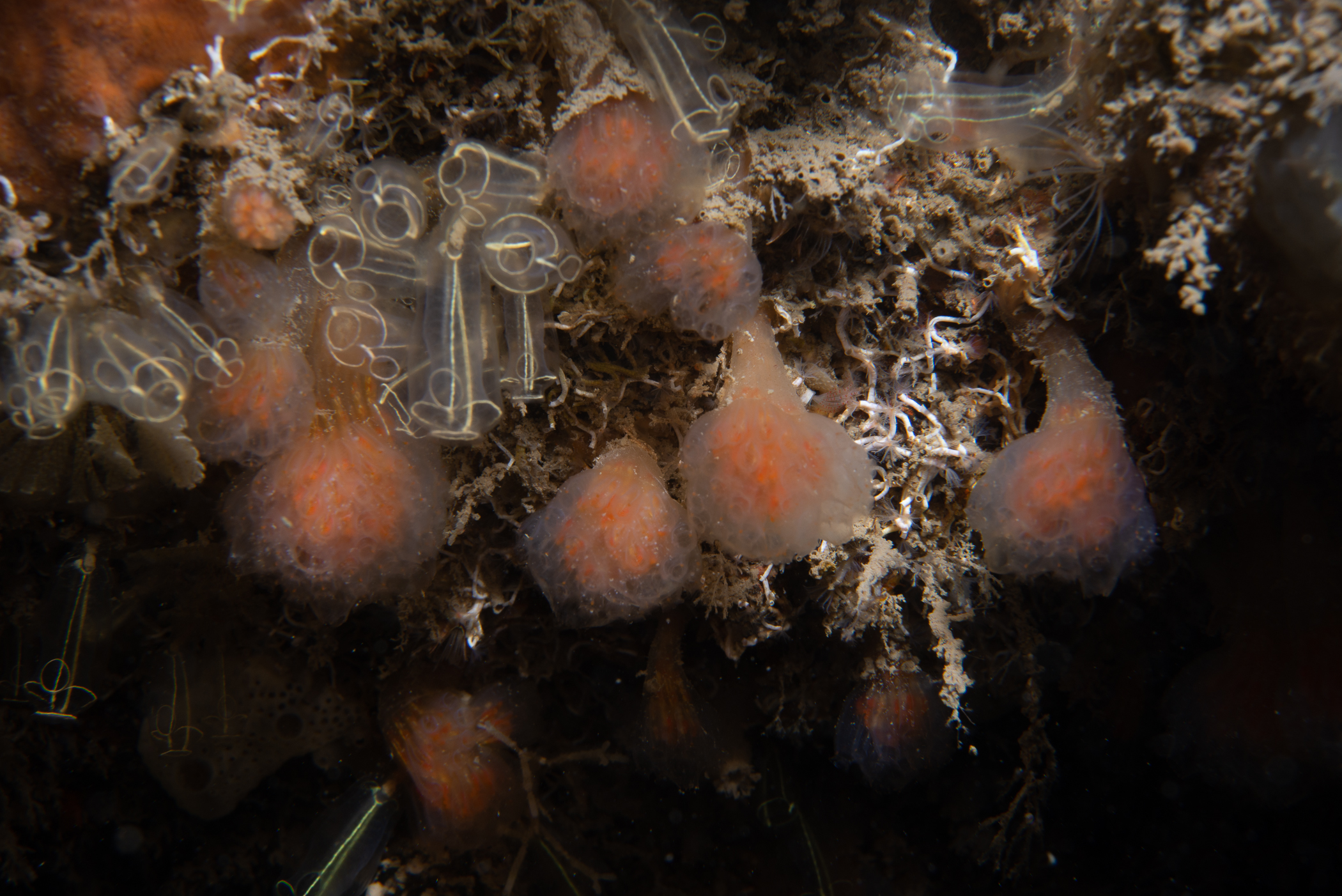 Aplidium punctum. Site: Ballyhenry Bay,  Strangford Lough. 
