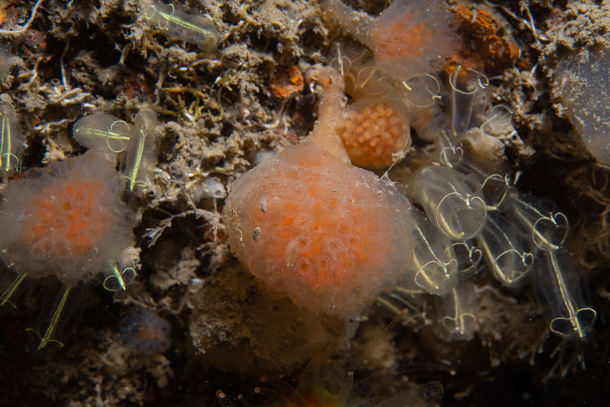 Aplidium punctum. Site: Ballyhenry Bay,  Strangford Lough. 