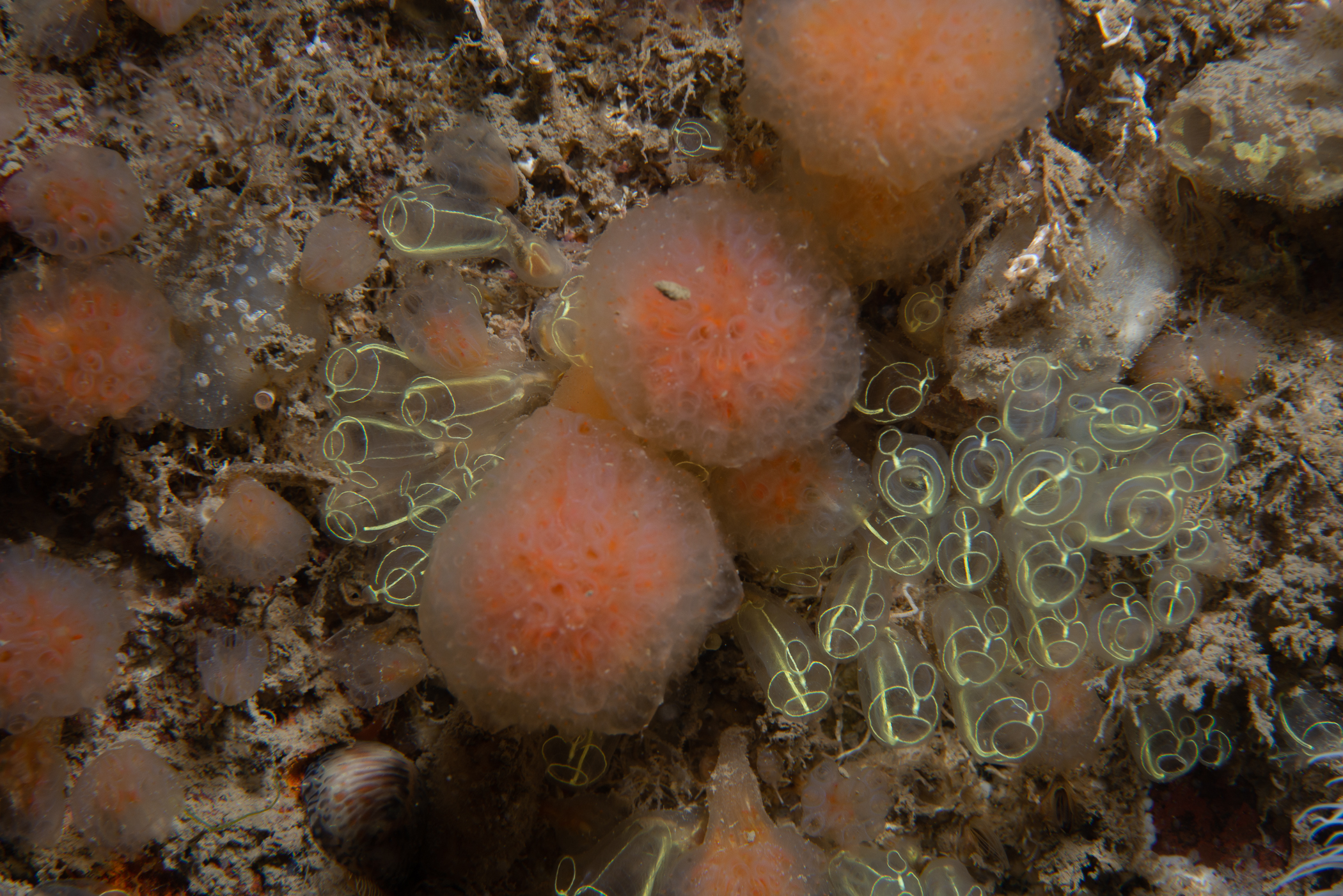 Aplidium punctum. Site: Ballyhenry Bay,  Strangford Lough. 