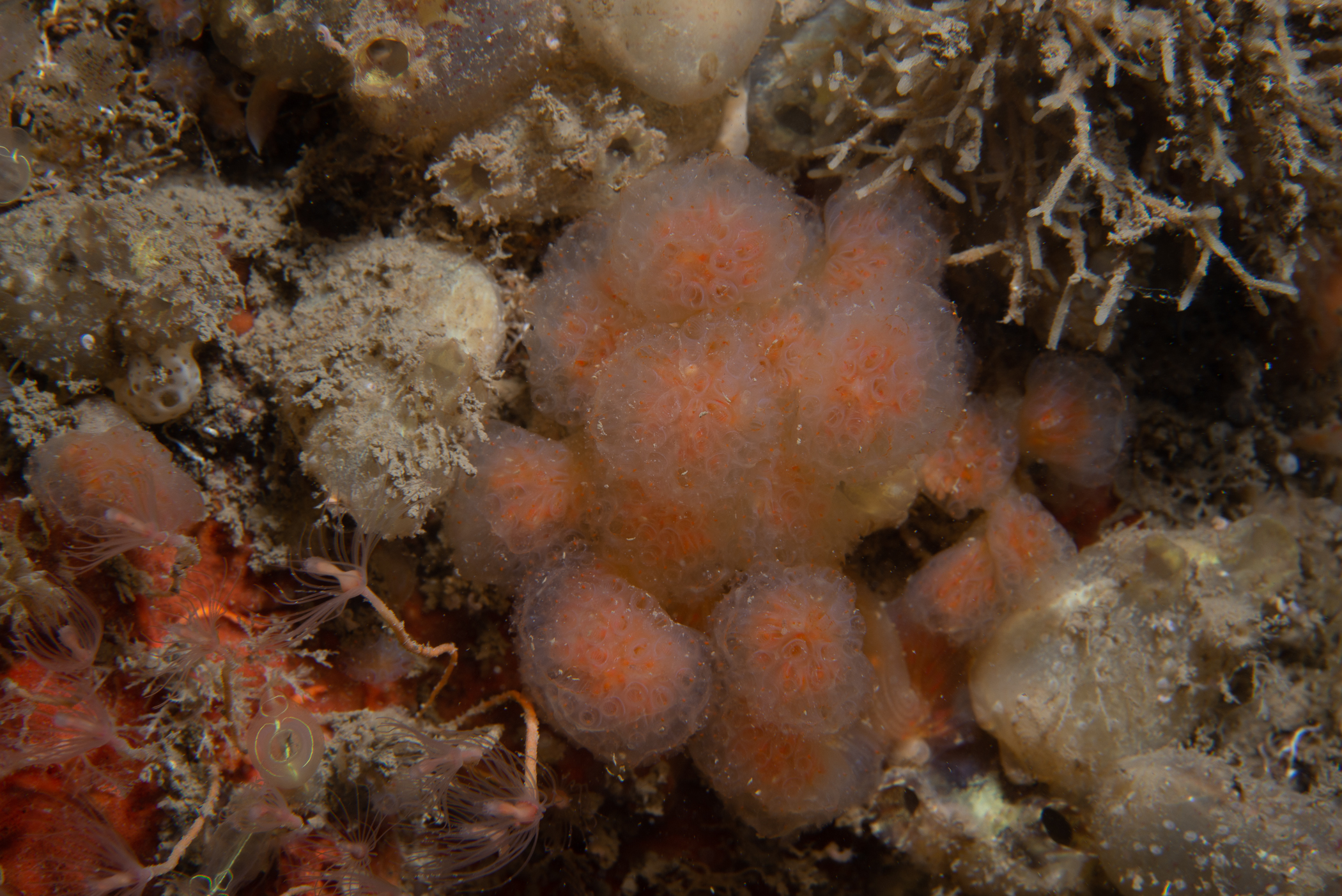 Aplidium punctum. Site: Ballyhenry Bay,  Strangford Lough. 
