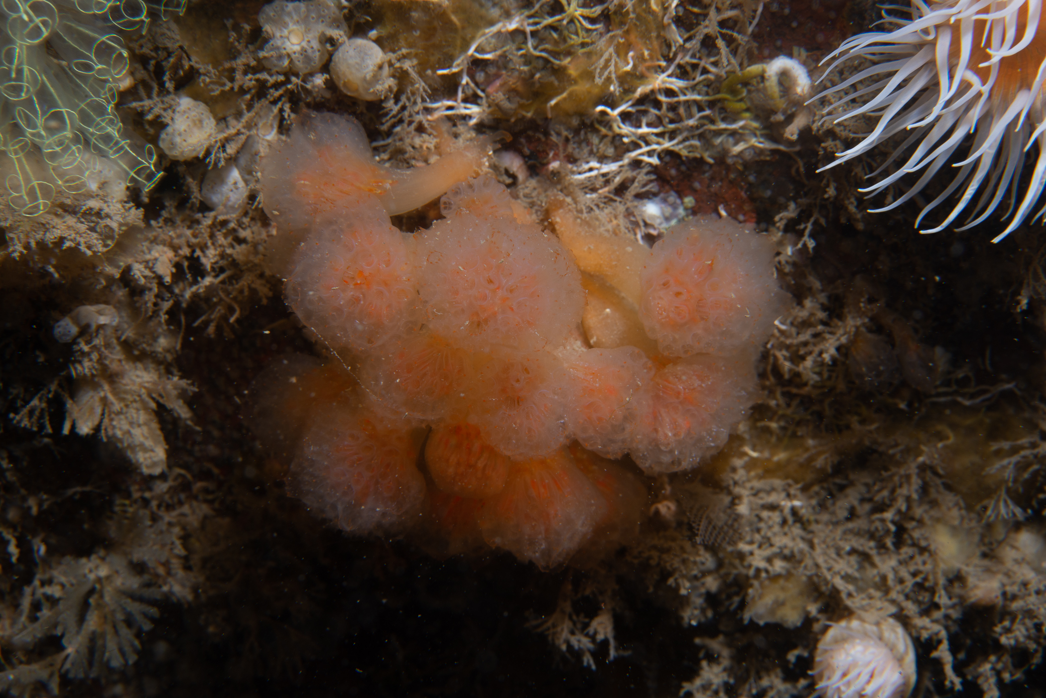 Aplidium punctum. Site: Ballyhenry Bay,  Strangford Lough. 