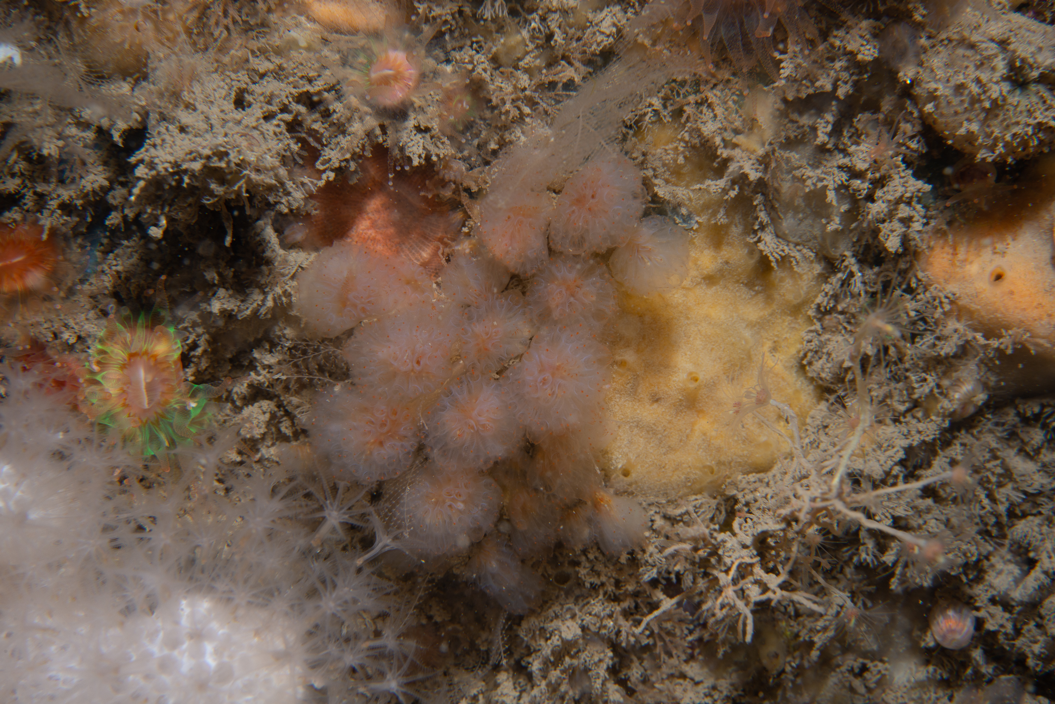 Aplidium punctum. Site: Ruecallan,  Rathlin Island. 