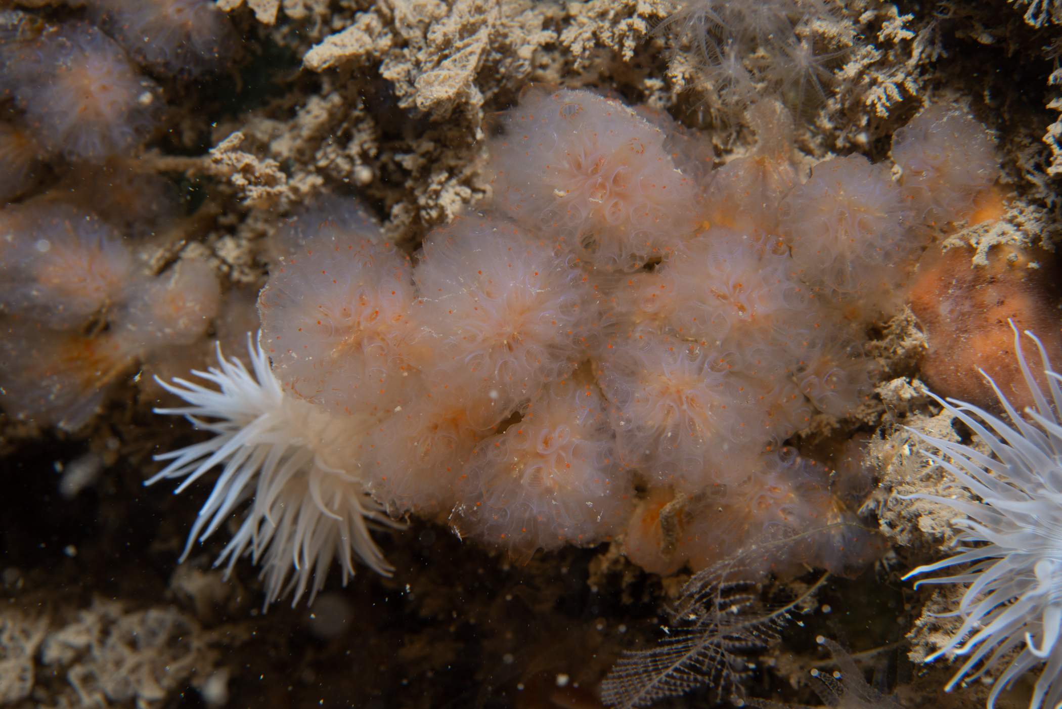 Aplidium punctum. Site: Ruecallan,  Rathlin Island. 