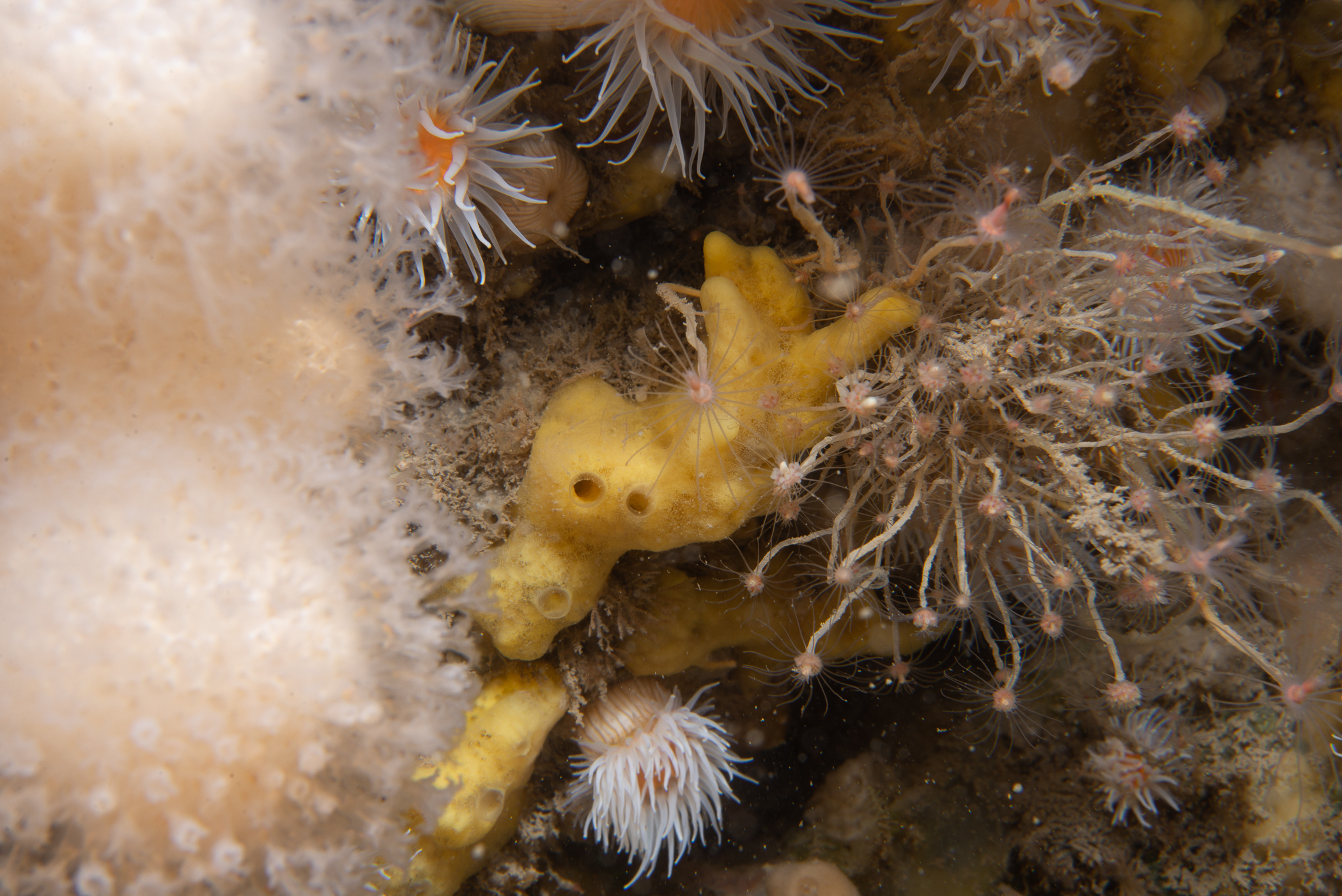 Iophonopsis nigricans. Site: Ruecallan,  Rathlin Island. 