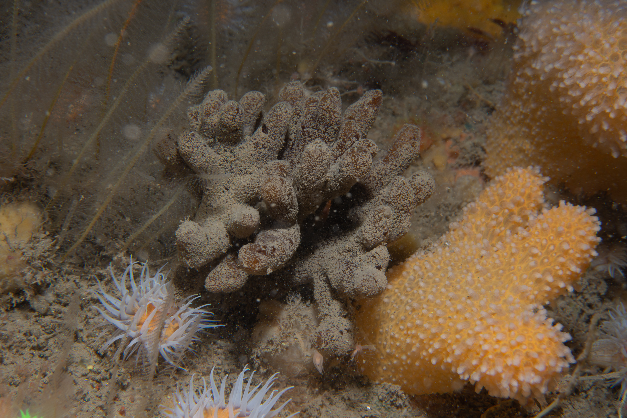 Raspailia ramosa. Site: Ruecallan,  Rathlin Island. 