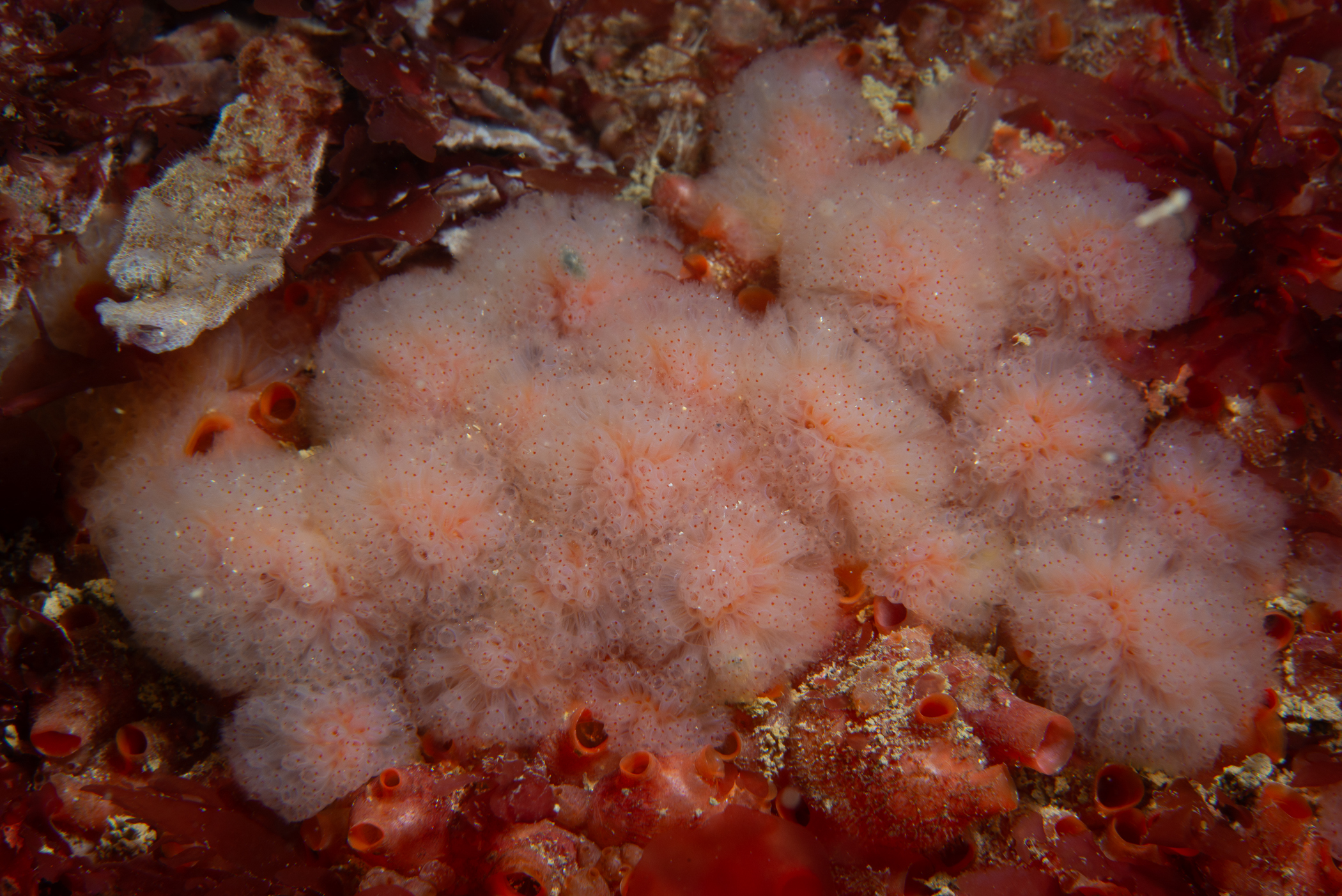Morchellium argus. Site: Skerries,  Portrush. 