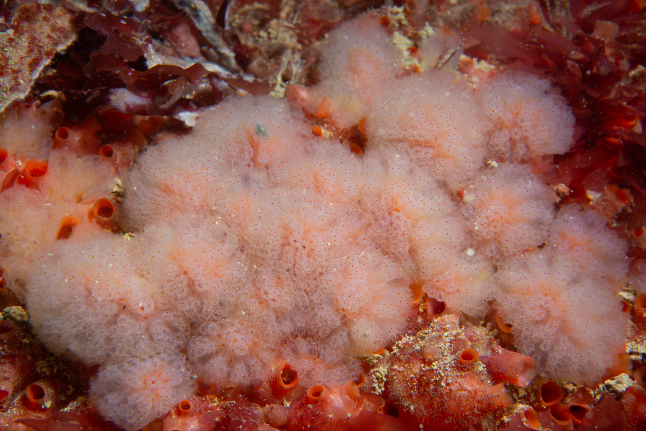 Morchellium argus. Site: Skerries,  Portrush. 