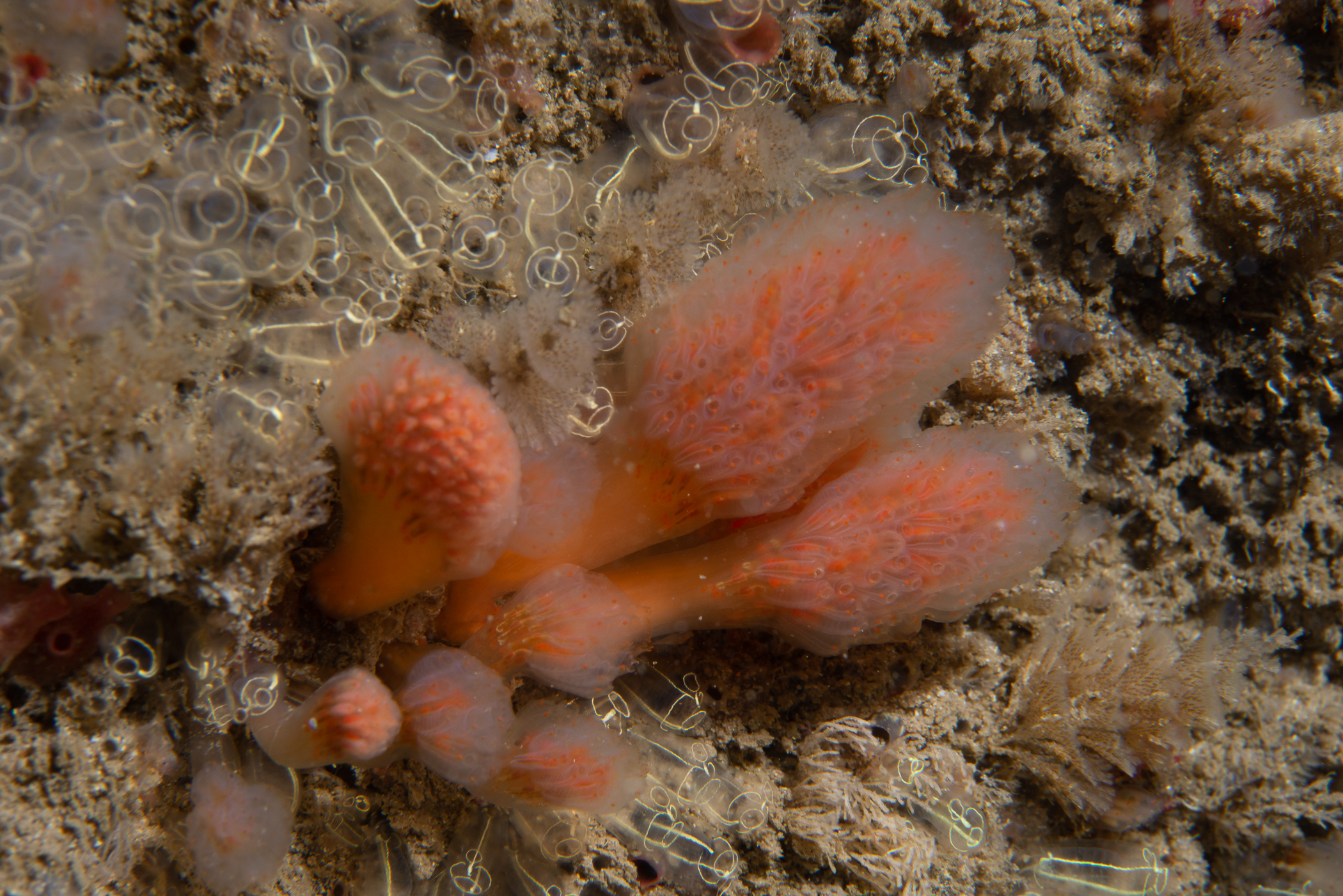 Aplidium punctum. Site: Skerries,  Portrush. 