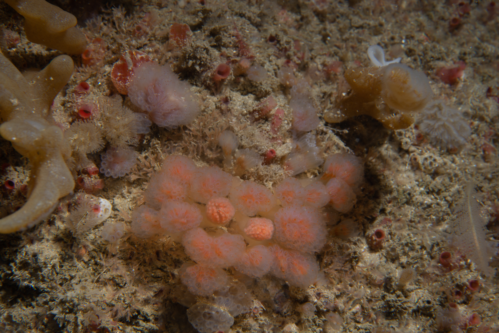 Aplidium punctum. Site: Skerries,  Portrush. 