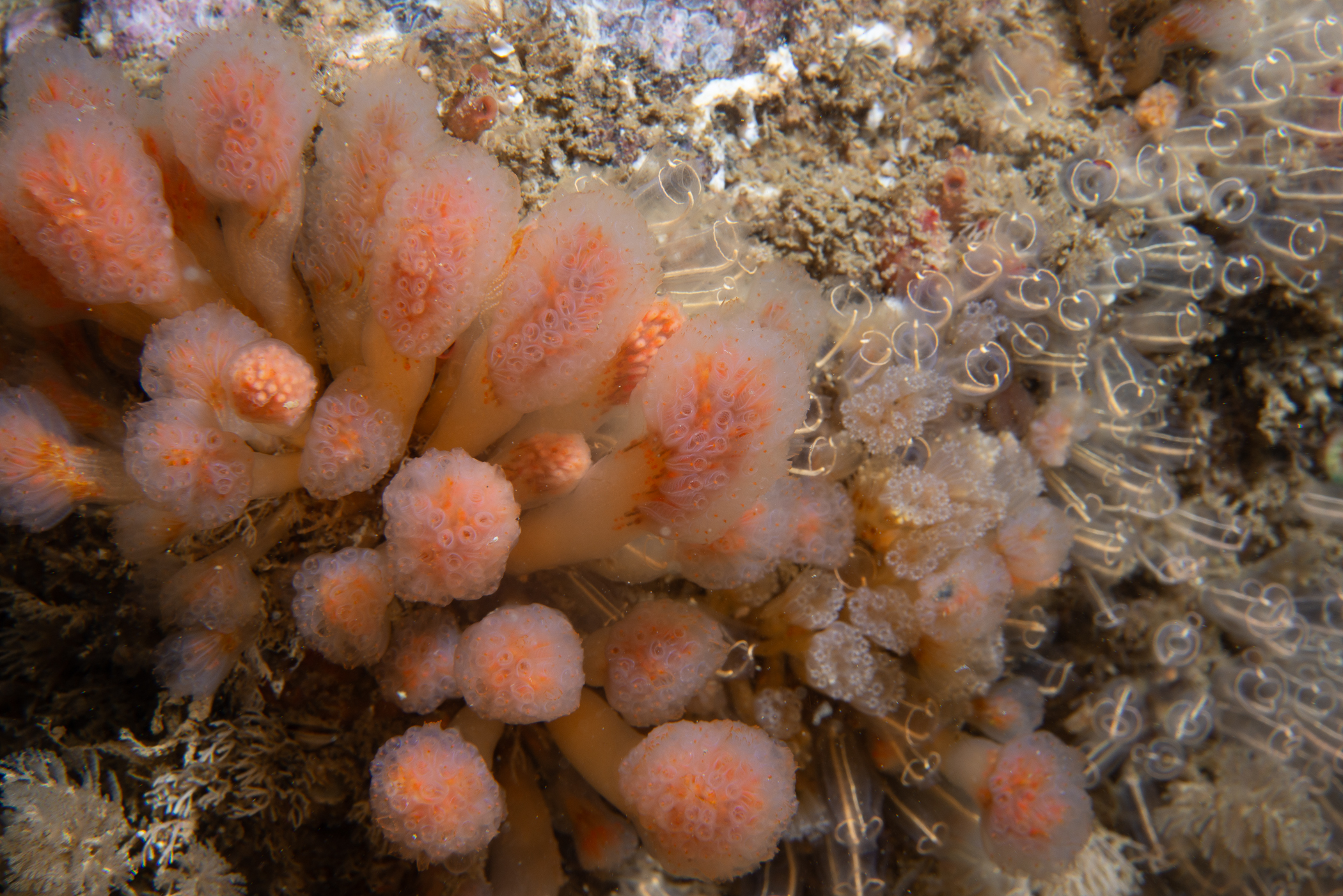 Aplidium punctum. Site: Skerries,  Portrush. 