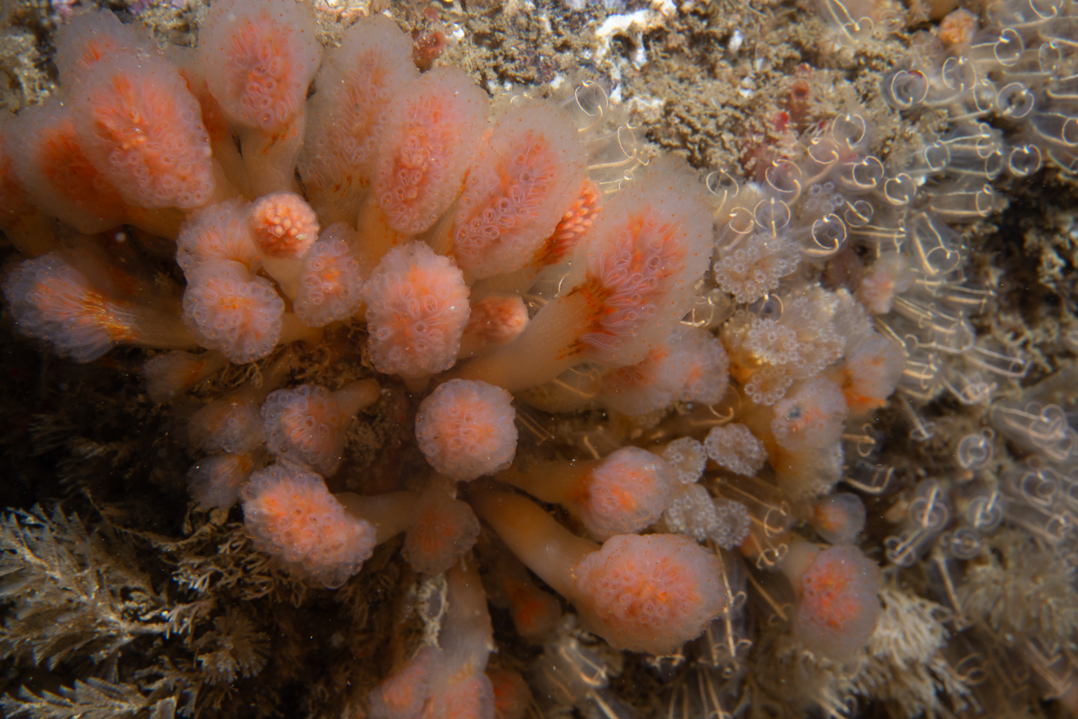 Aplidium punctum. Site: Skerries,  Portrush. 