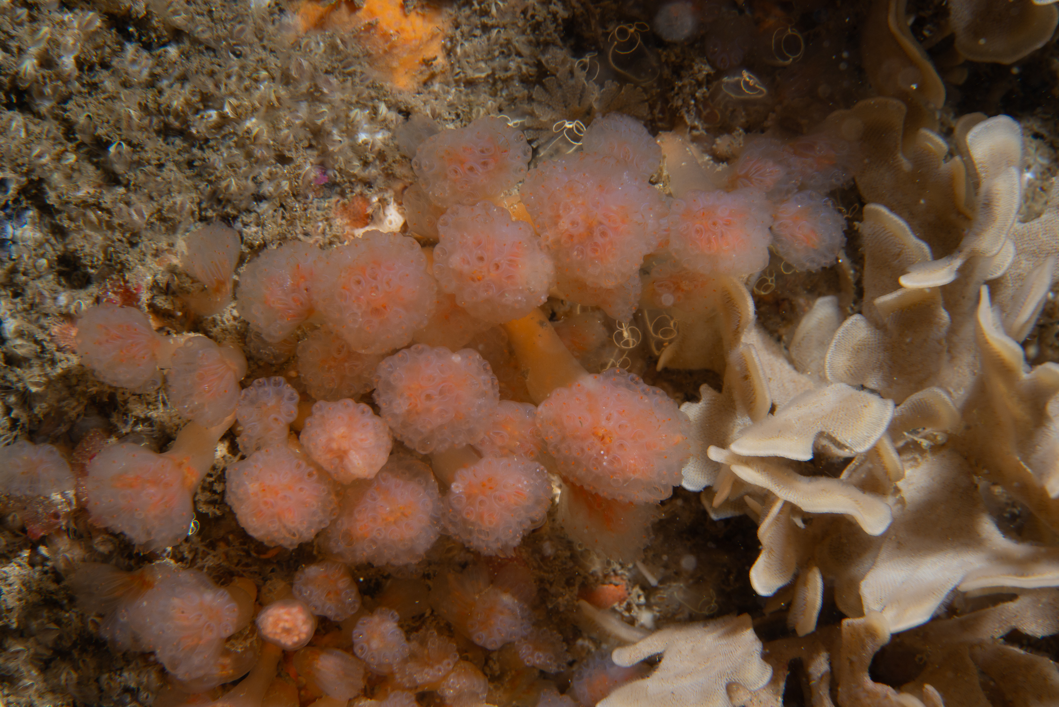 Aplidium punctum. Site: Skerries,  Portrush. 