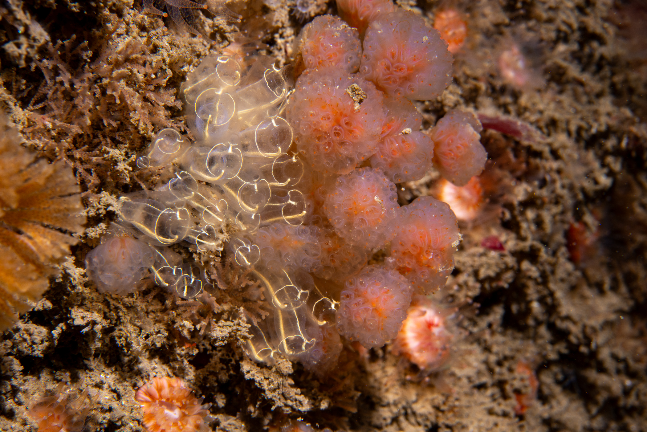 Clavelina lepadiformis, Aplidium punctum. Site: Skerries,  Portrush. 