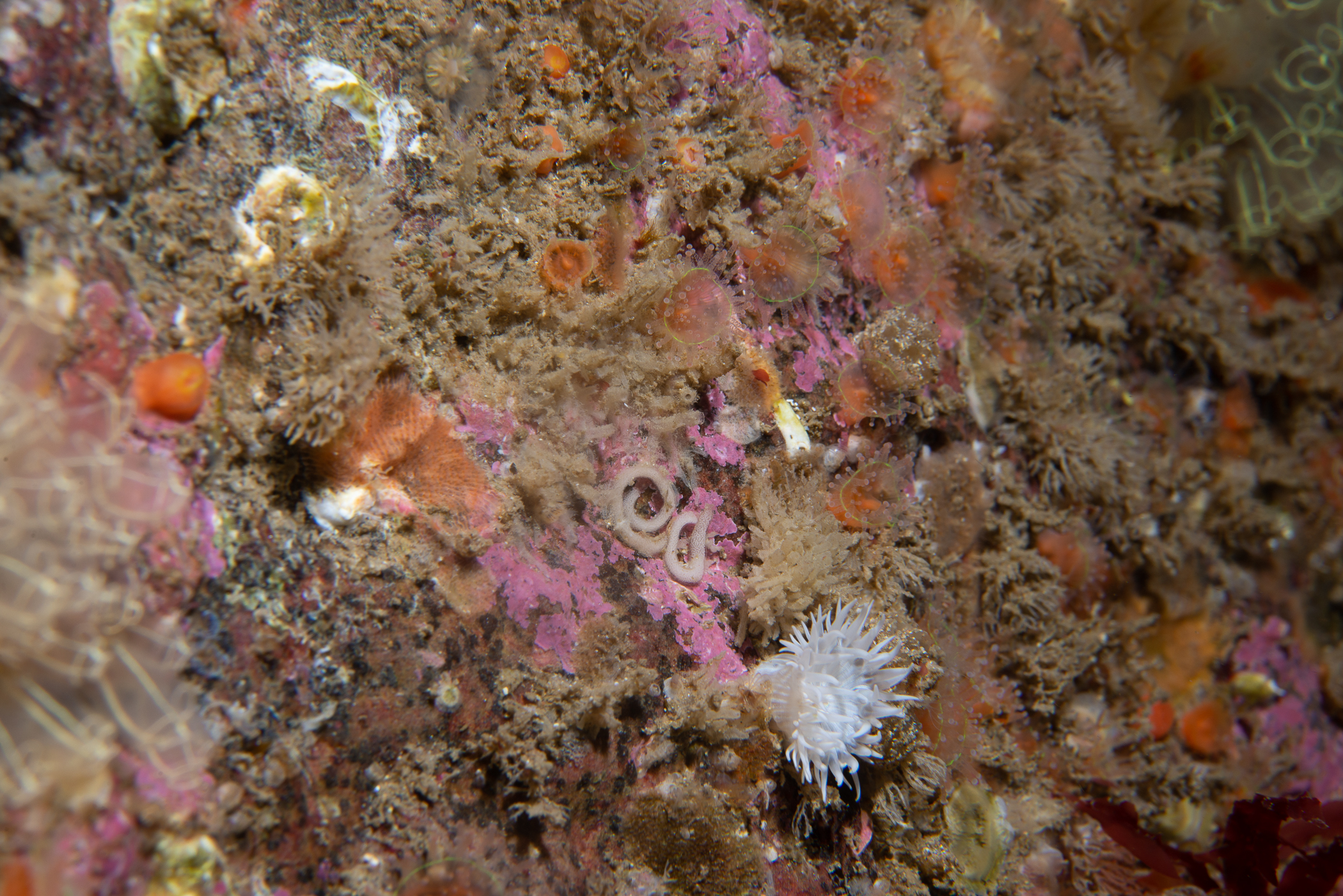 Corynactis viridis. Site: Skerries,  Portrush. 