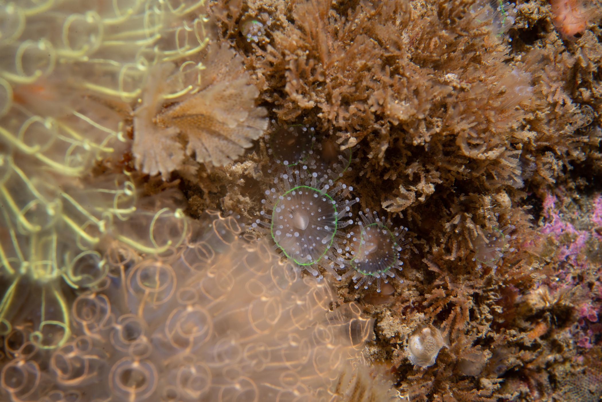 Corynactis viridis. Site: Skerries,  Portrush. 