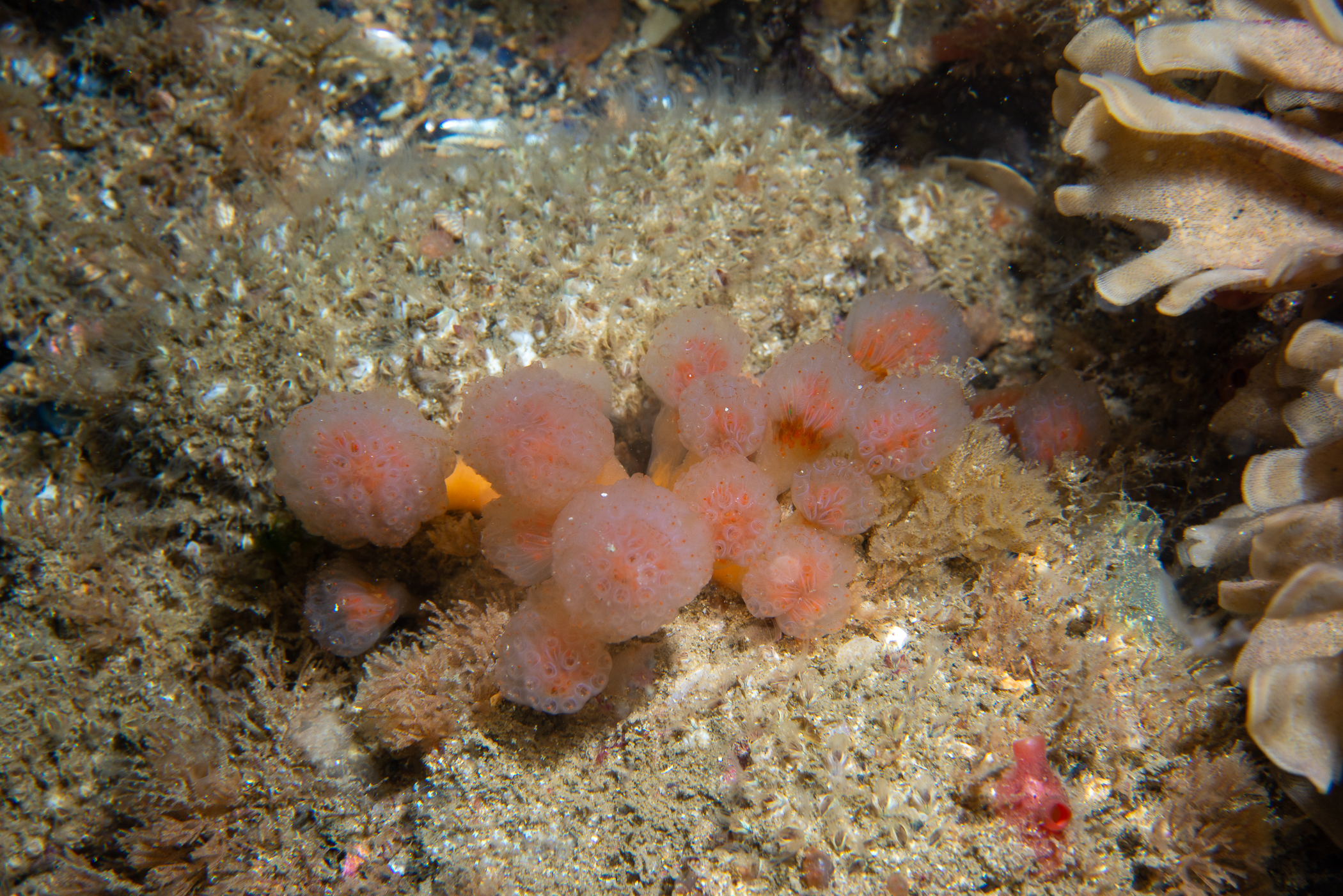 Aplidium punctum. Site: Skerries,  Portrush. 