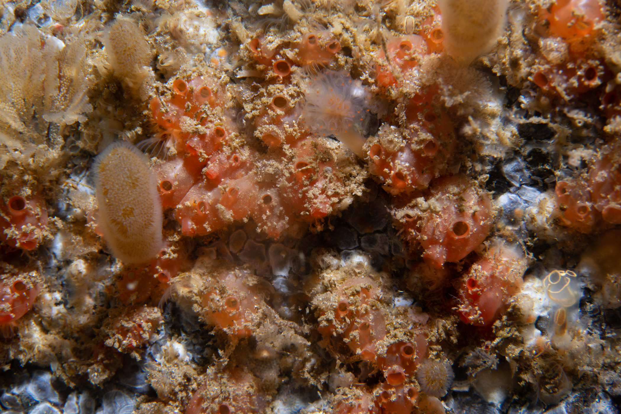 Alcyonidium diaphanum, Dendrodoa grossularia, Aplidium punctum. Site: Skerries,  Portrush. 