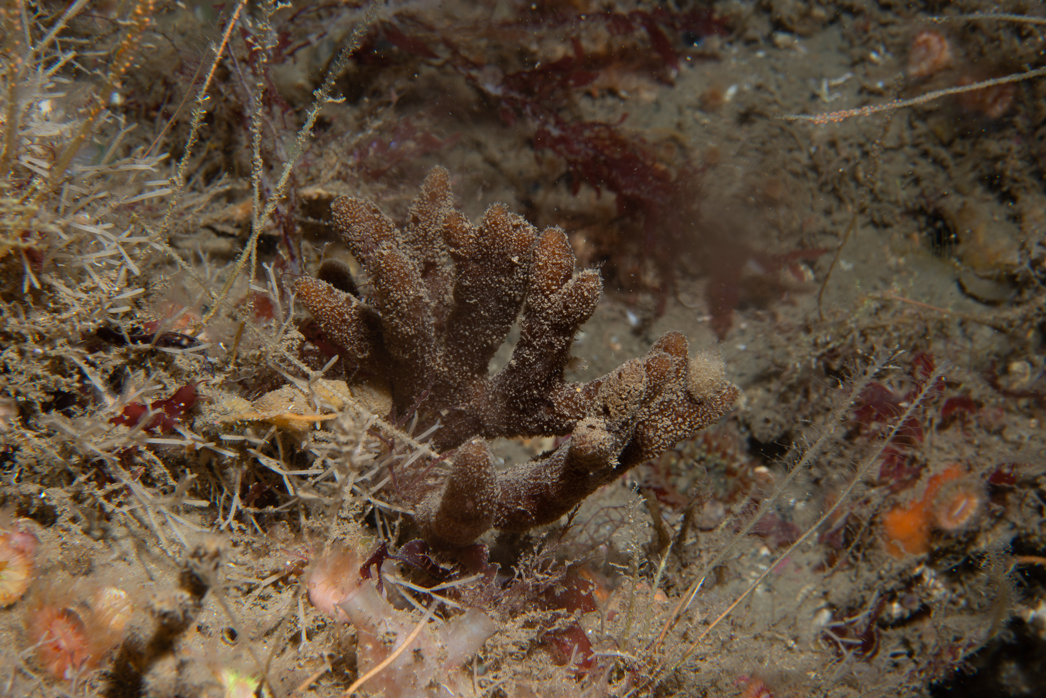 Raspailia ramosa. Site: Ruecallan,  Rathlin Island. 