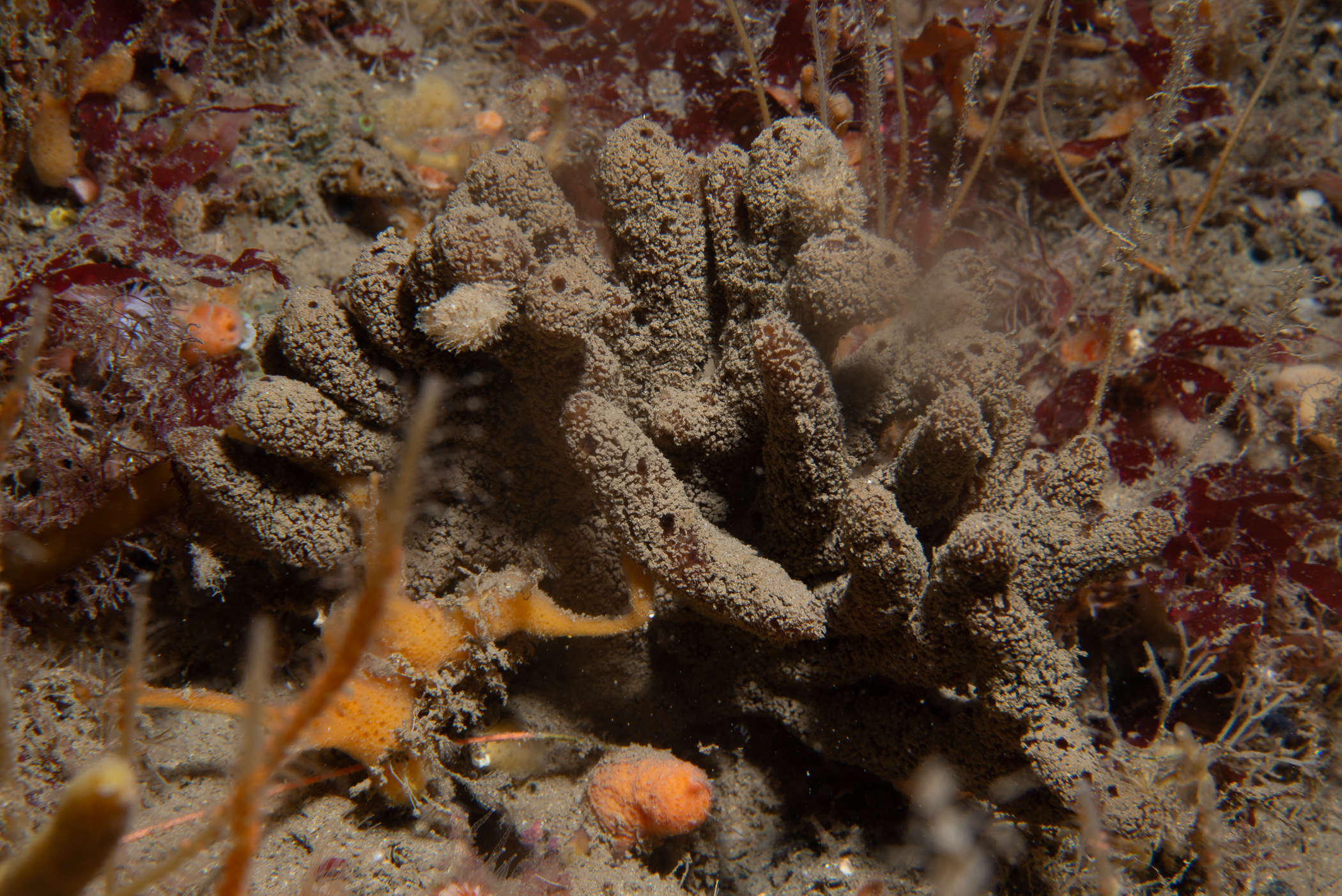 Raspailia ramosa. Site: Ruecallan,  Rathlin Island. 