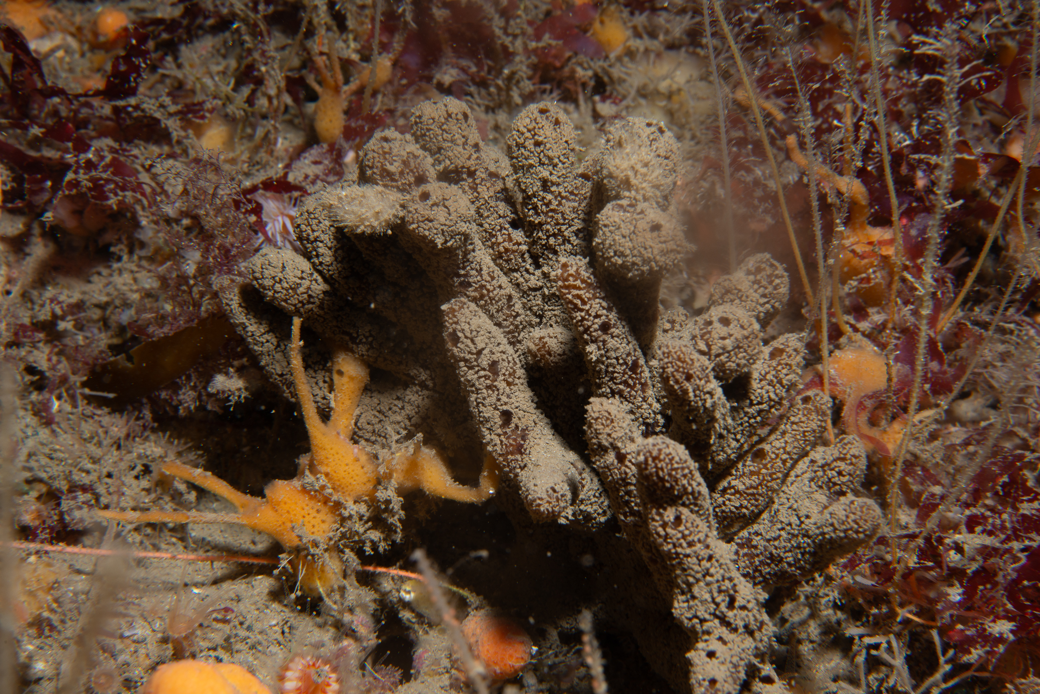 Raspailia ramosa. Site: Ruecallan,  Rathlin Island. 