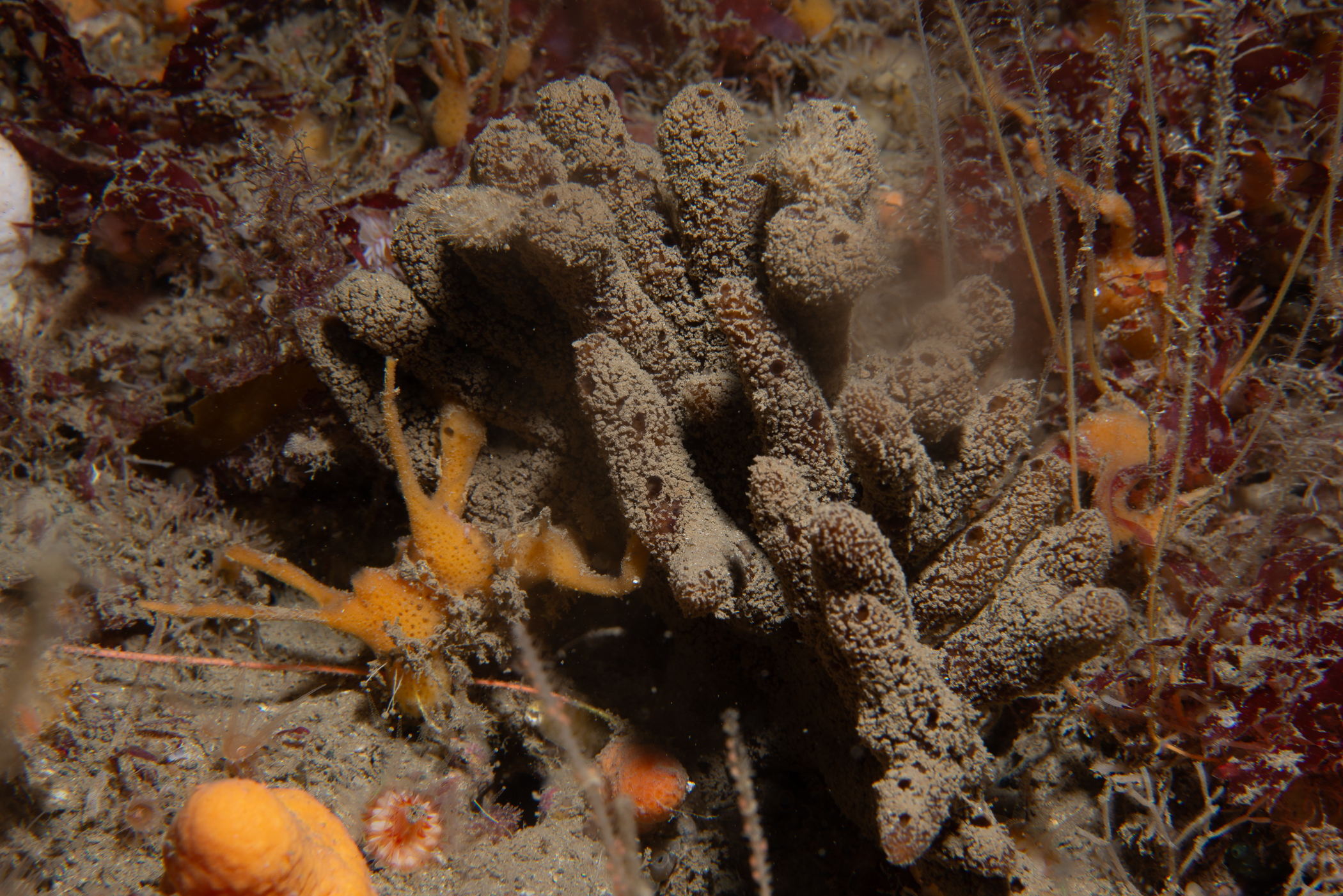 Raspailia ramosa. Site: Ruecallan,  Rathlin Island. 
