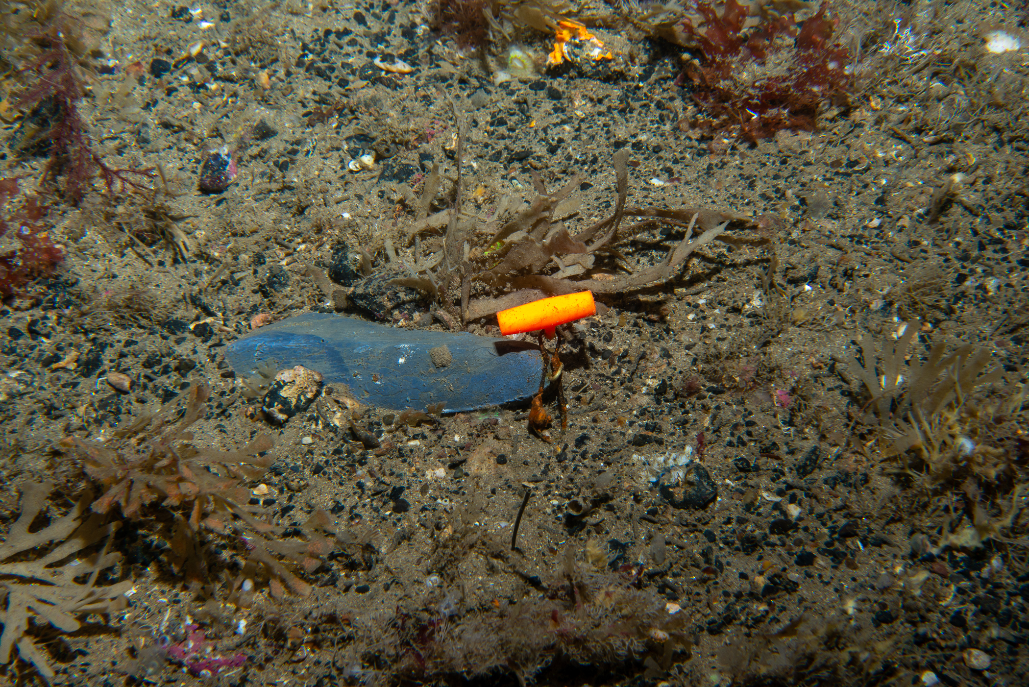 _b217778.jpg