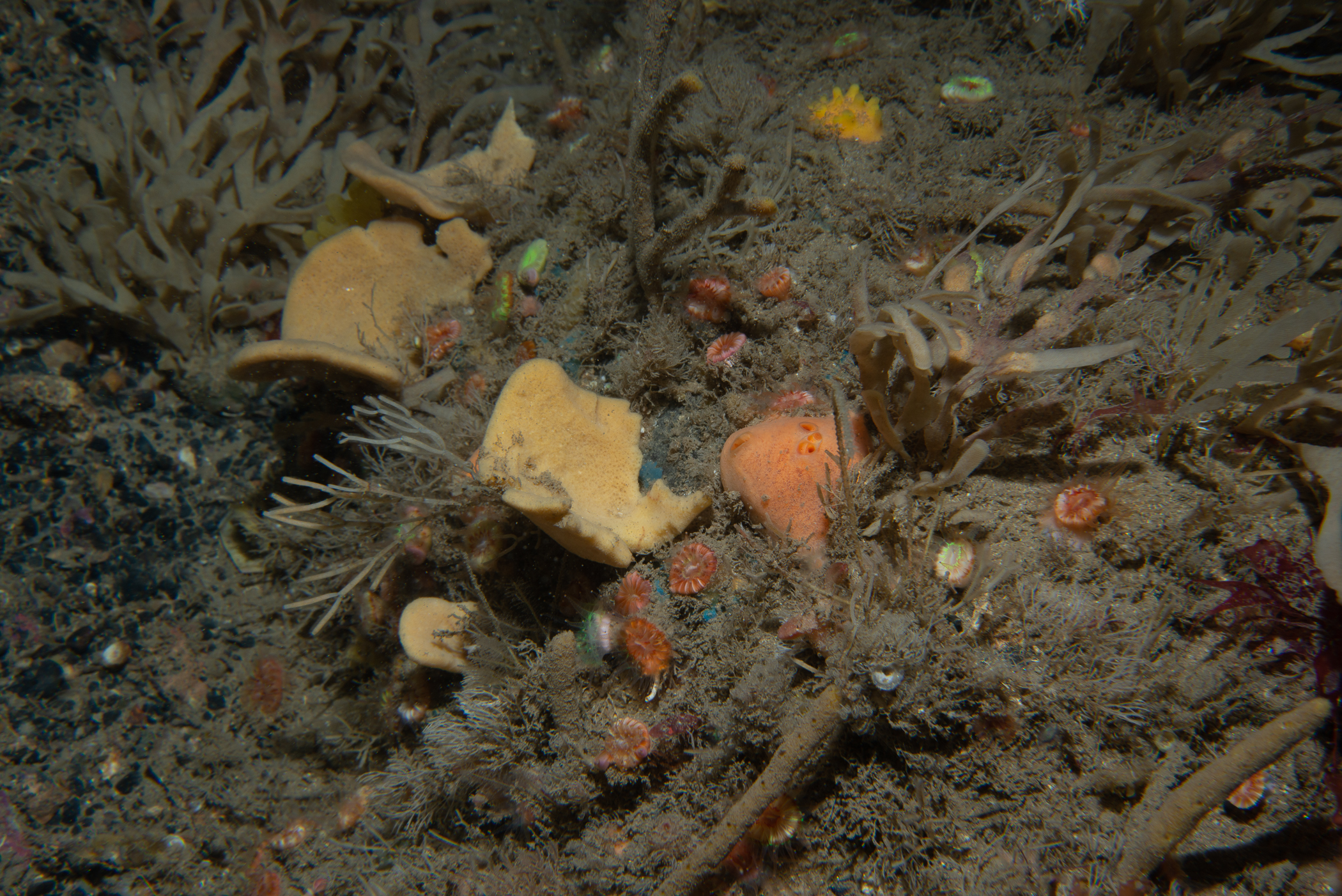 . Site: Wreck of the Lochgarry,  Rathlin Island. 