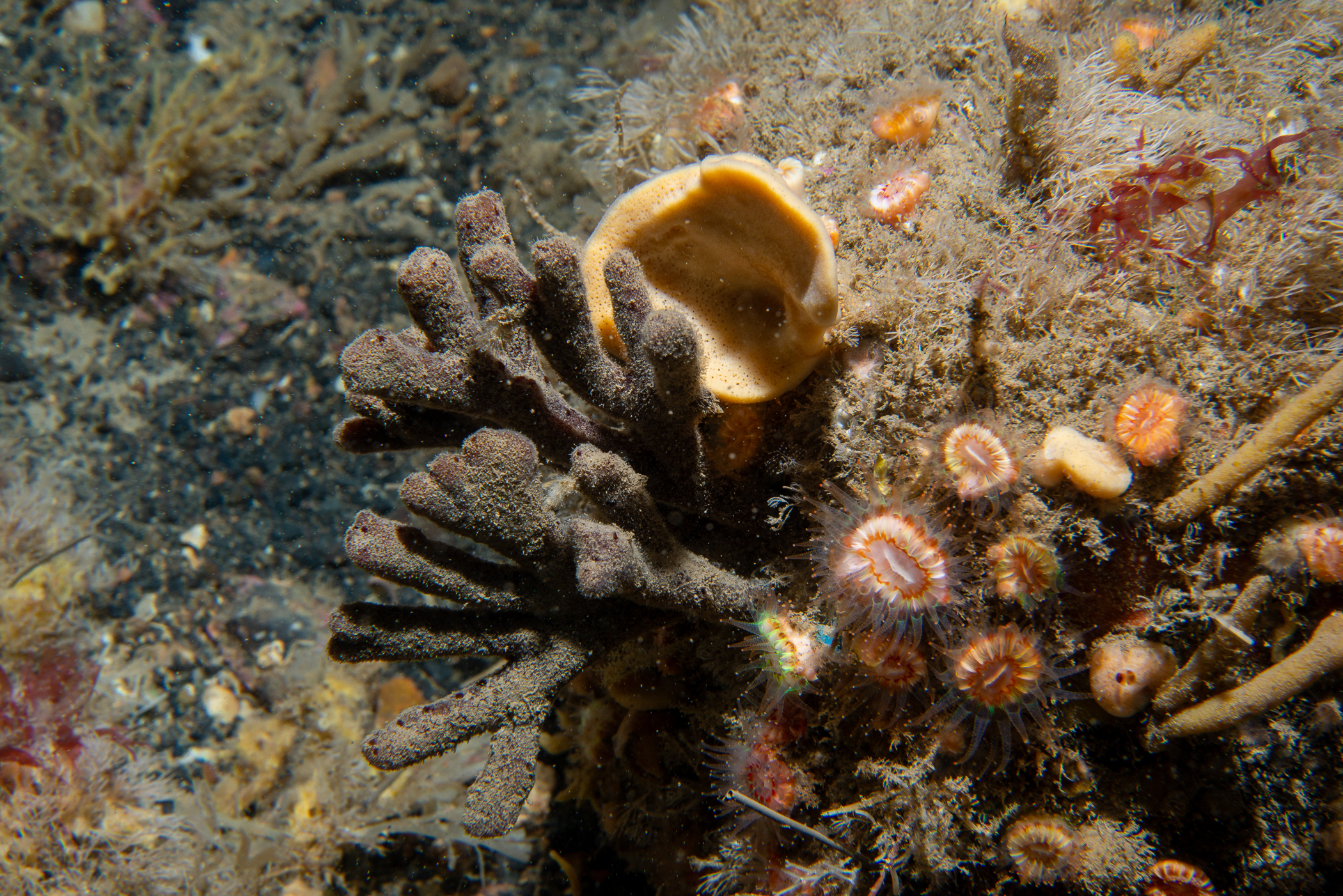 Axinella infundibuliformis, Raspailia ramosa, Caryophyllia smithii. Site: Wreck of the Lochgarry,  Rathlin Island. 