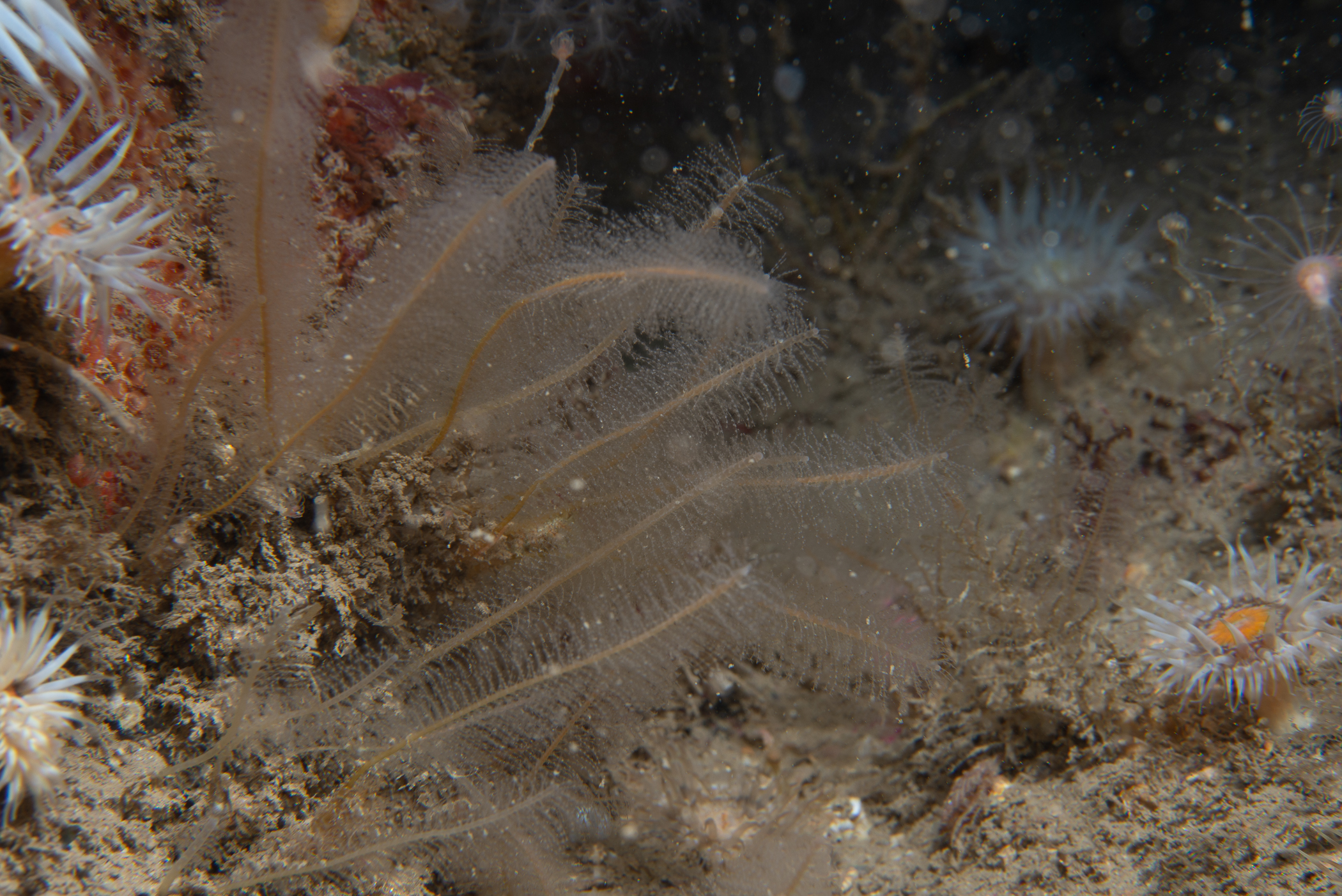 Nemertesia antennina. Site: Highlandman Rock, The Maidens. 