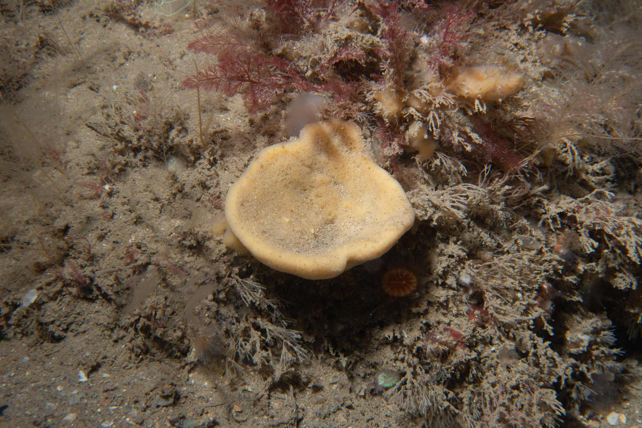 Axinella infundibuliformis. Site: Stroanlea,  Rathlin Island. 
